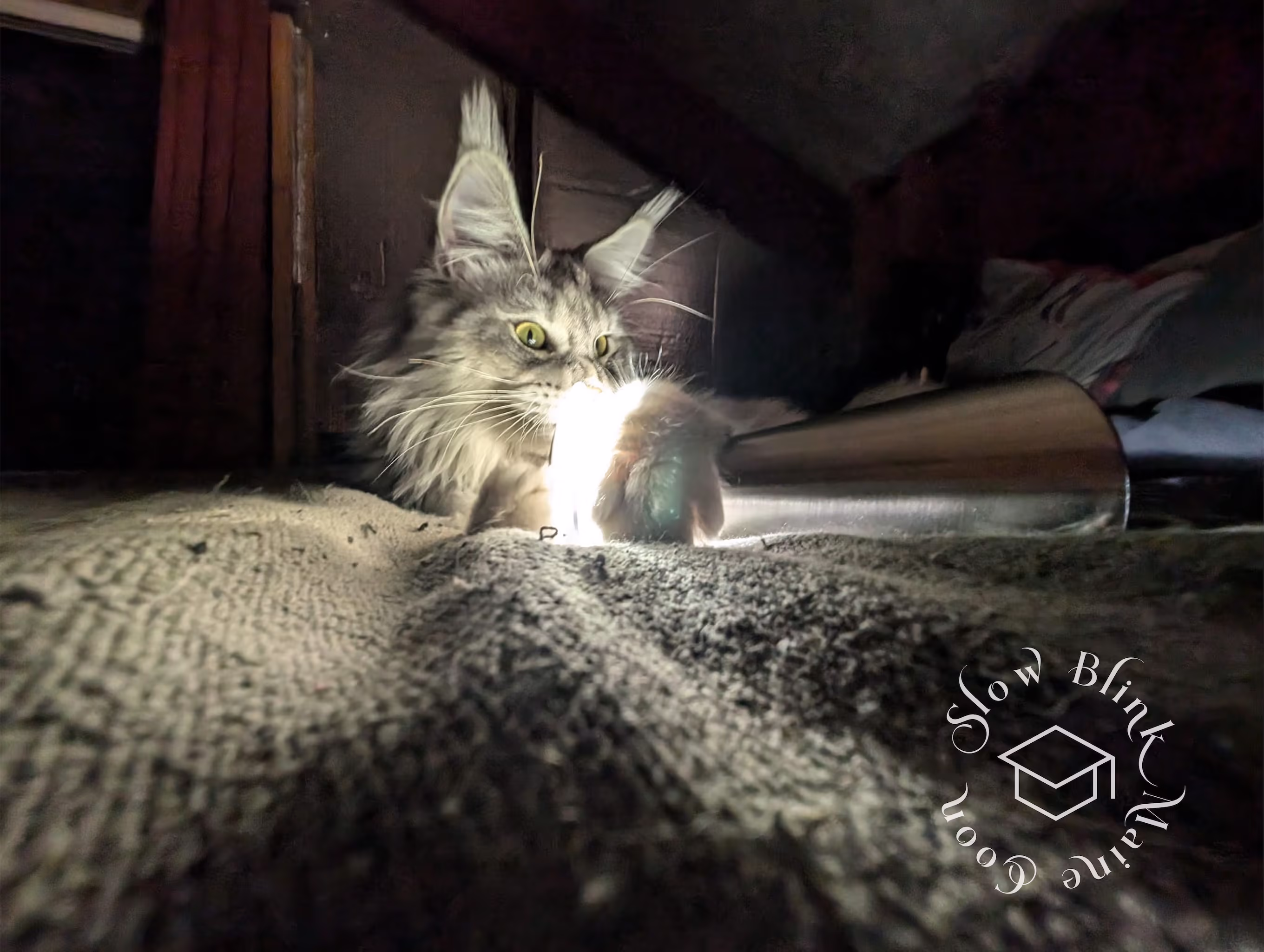 Customer Pictures of their Maine Coon Cats and Kittens who "Graduated" from SlowBlink MaineCoons > black high silver tabby male | tracy | nov 2024 3