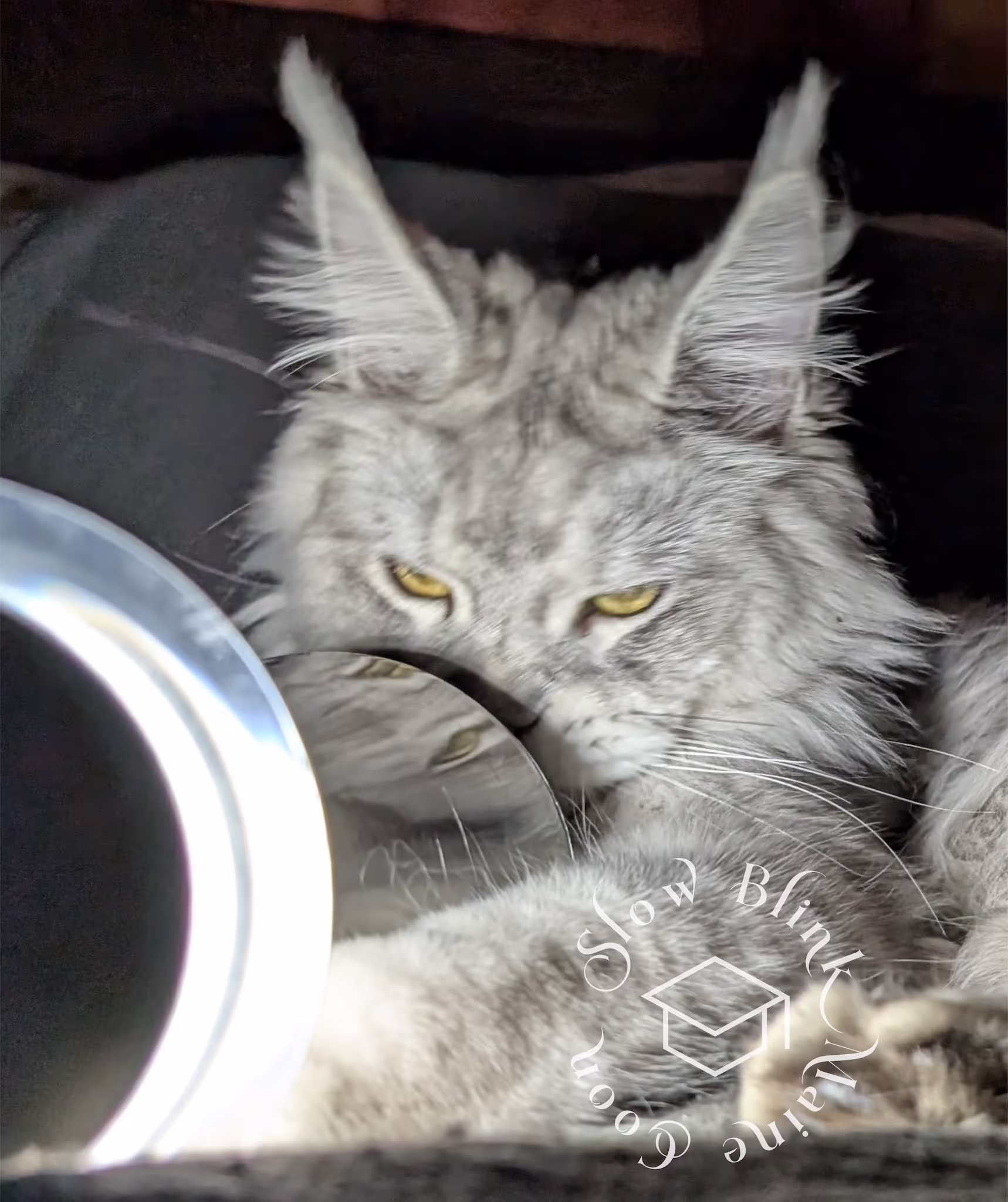 Customer Pictures of their Maine Coon Cats and Kittens who "Graduated" from SlowBlink MaineCoons > black high silver tabby male | tracy | nov 2024 4
