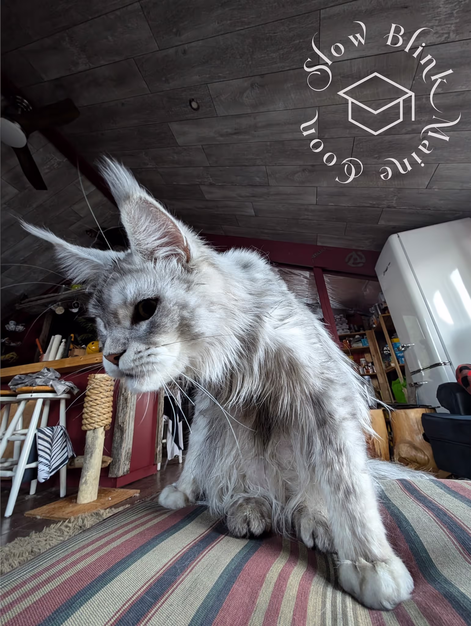 Customer Pictures of their Maine Coon Cats and Kittens who "Graduated" from SlowBlink MaineCoons > black high silver tabby male | tracy | nov 2024 5