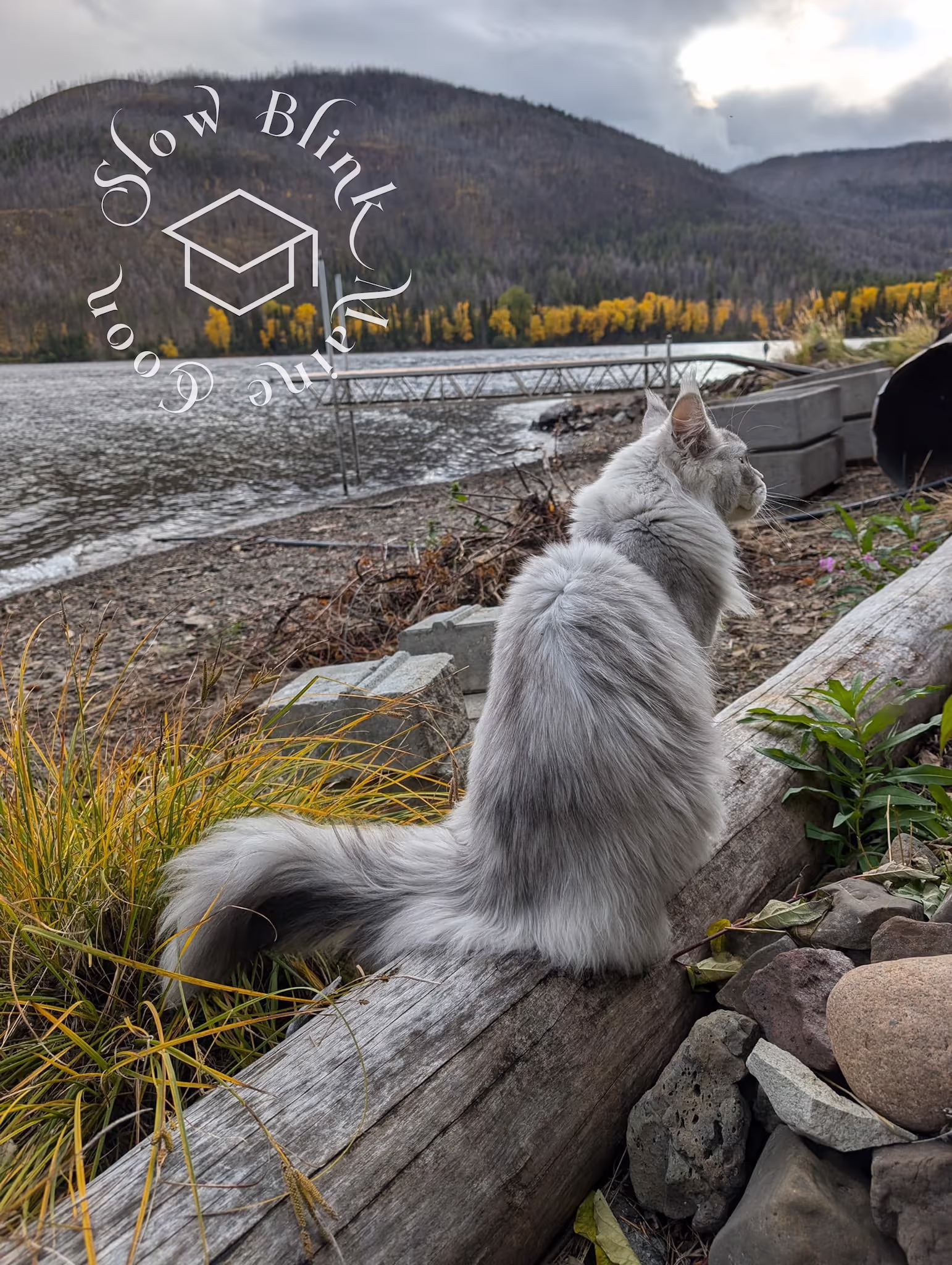Customer Pictures of their Maine Coon Cats and Kittens who "Graduated" from SlowBlink MaineCoons > black high silver tabby male | tracy | oct 2024 11