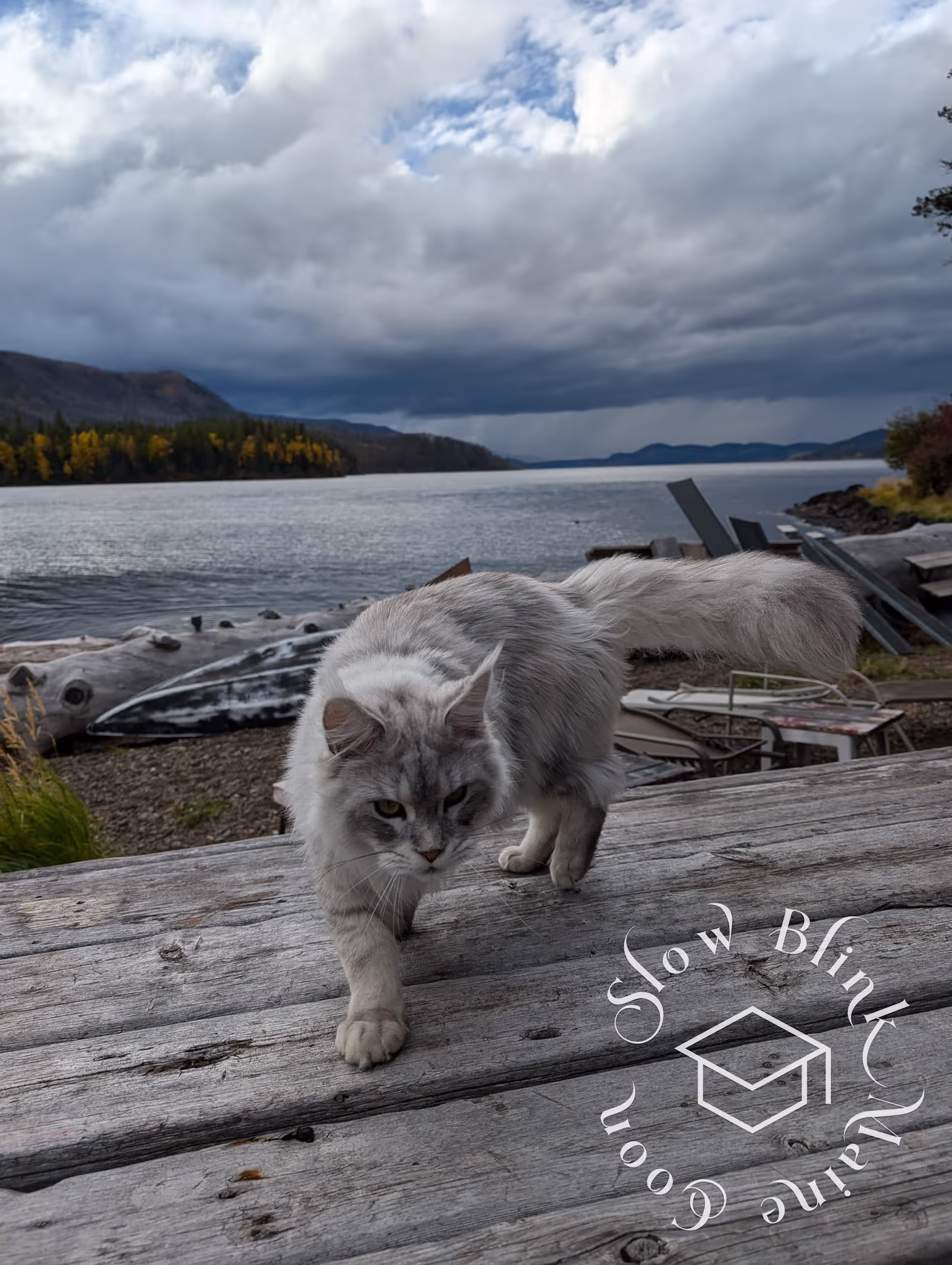 Customer Pictures of their Maine Coon Cats and Kittens who "Graduated" from SlowBlink MaineCoons > black high silver tabby male | tracy | oct 2024 12