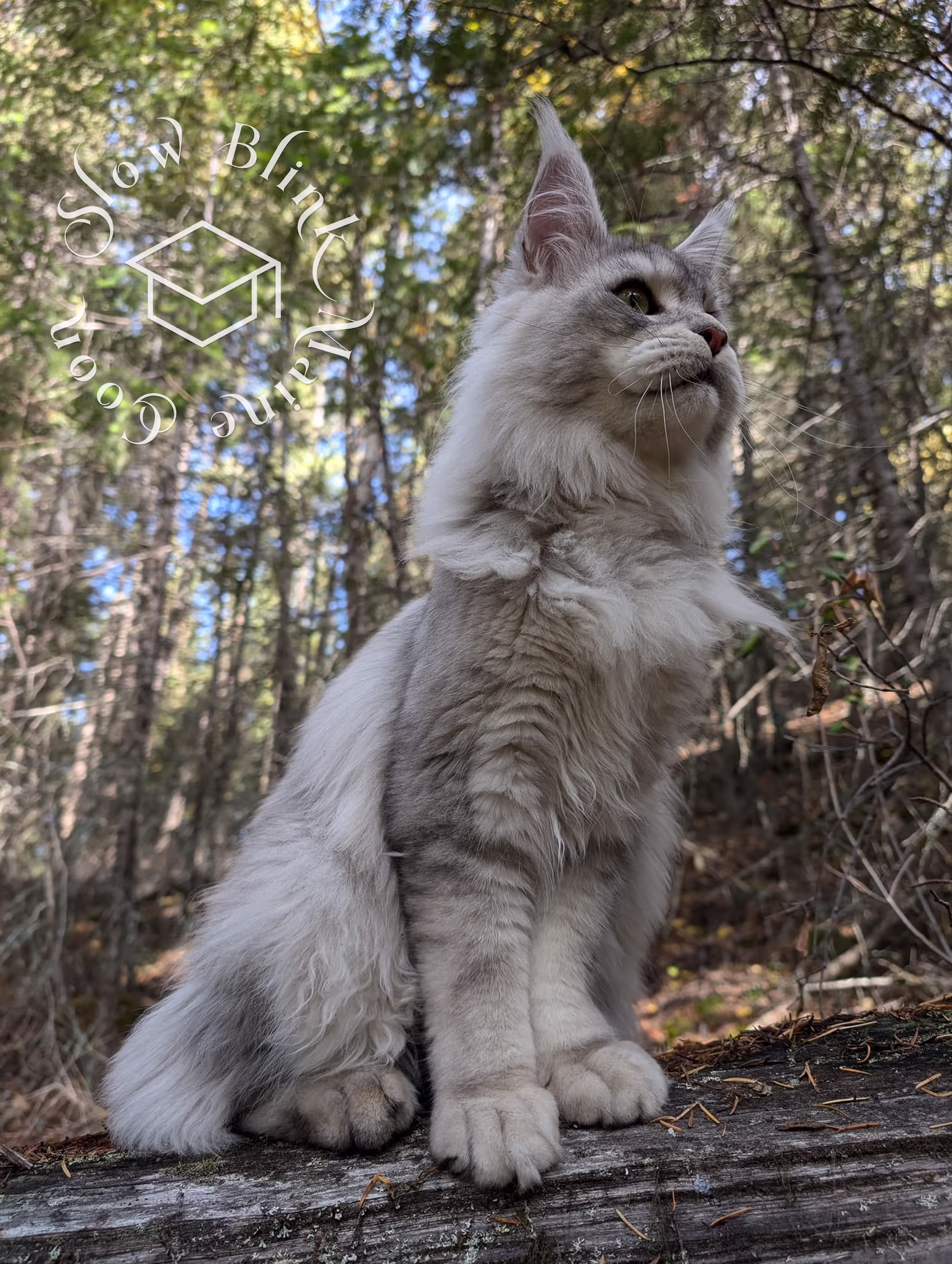 Customer Pictures of their Maine Coon Cats and Kittens who "Graduated" from SlowBlink MaineCoons > black high silver tabby male | tracy | oct 2024 2