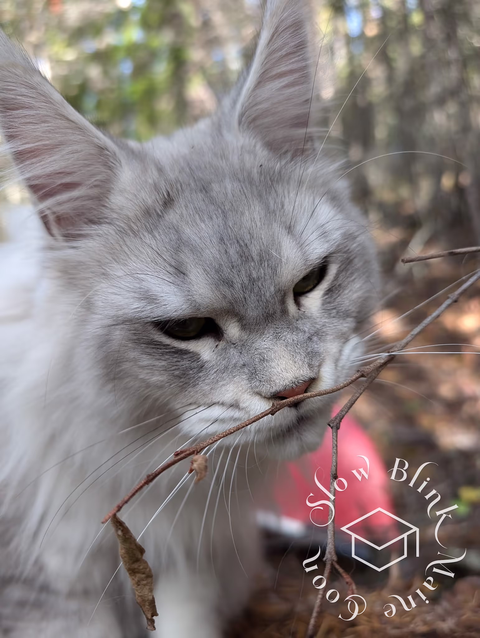 Customer Pictures of their Maine Coon Cats and Kittens who "Graduated" from SlowBlink MaineCoons > black high silver tabby male | tracy | oct 2024 4