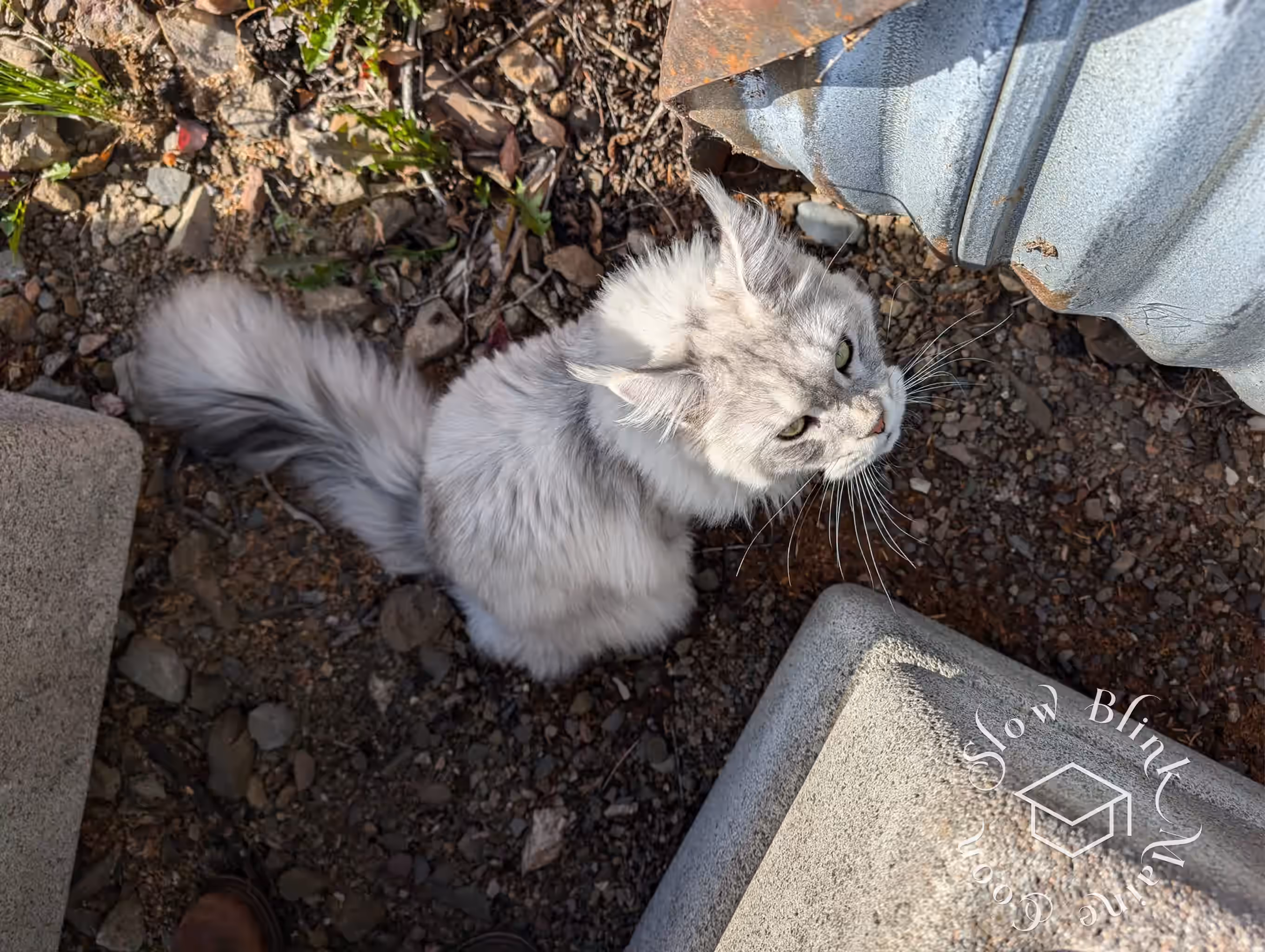Customer Pictures of their Maine Coon Cats and Kittens who "Graduated" from SlowBlink MaineCoons > black high silver tabby male | tracy | oct 2024 5
