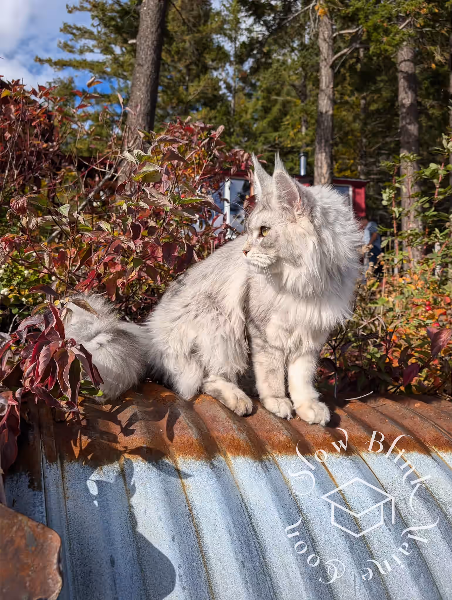 Customer Pictures of their Maine Coon Cats and Kittens who "Graduated" from SlowBlink MaineCoons > black high silver tabby male | tracy | oct 2024 6