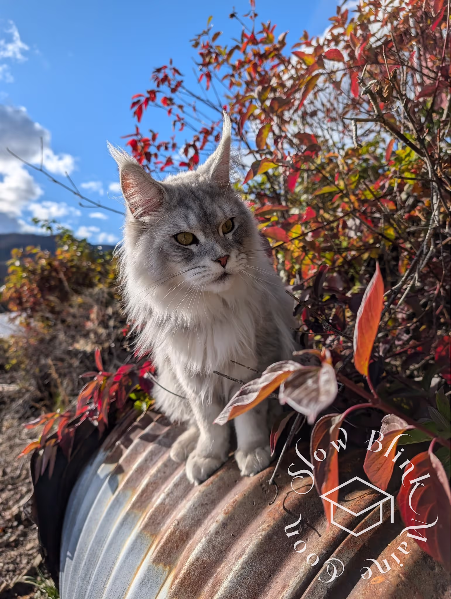 Customer Pictures of their Maine Coon Cats and Kittens who "Graduated" from SlowBlink MaineCoons > black high silver tabby male | tracy | oct 2024 8
