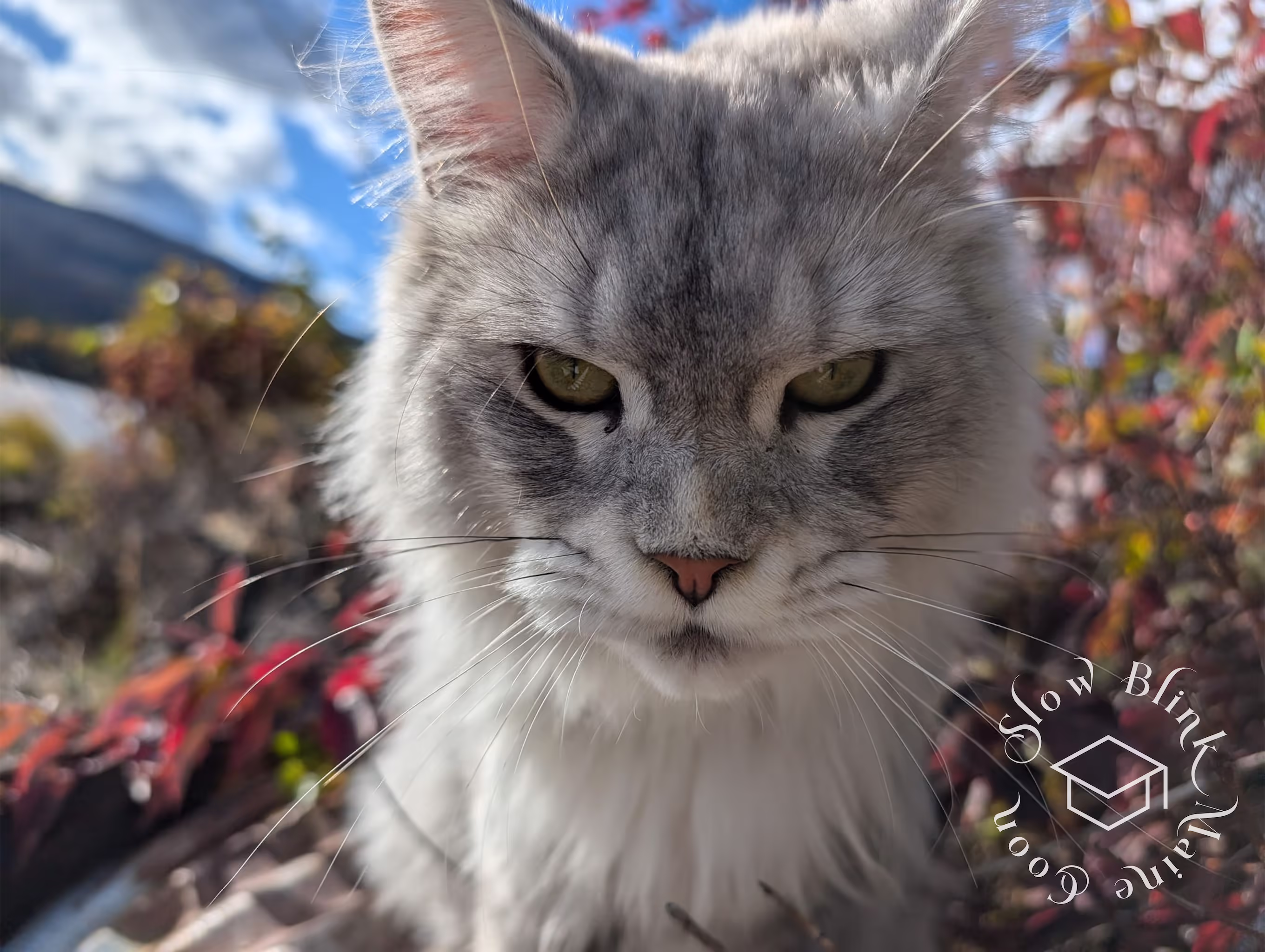 Customer Pictures of their Maine Coon Cats and Kittens who "Graduated" from SlowBlink MaineCoons > black high silver tabby male | tracy | oct 2024 9