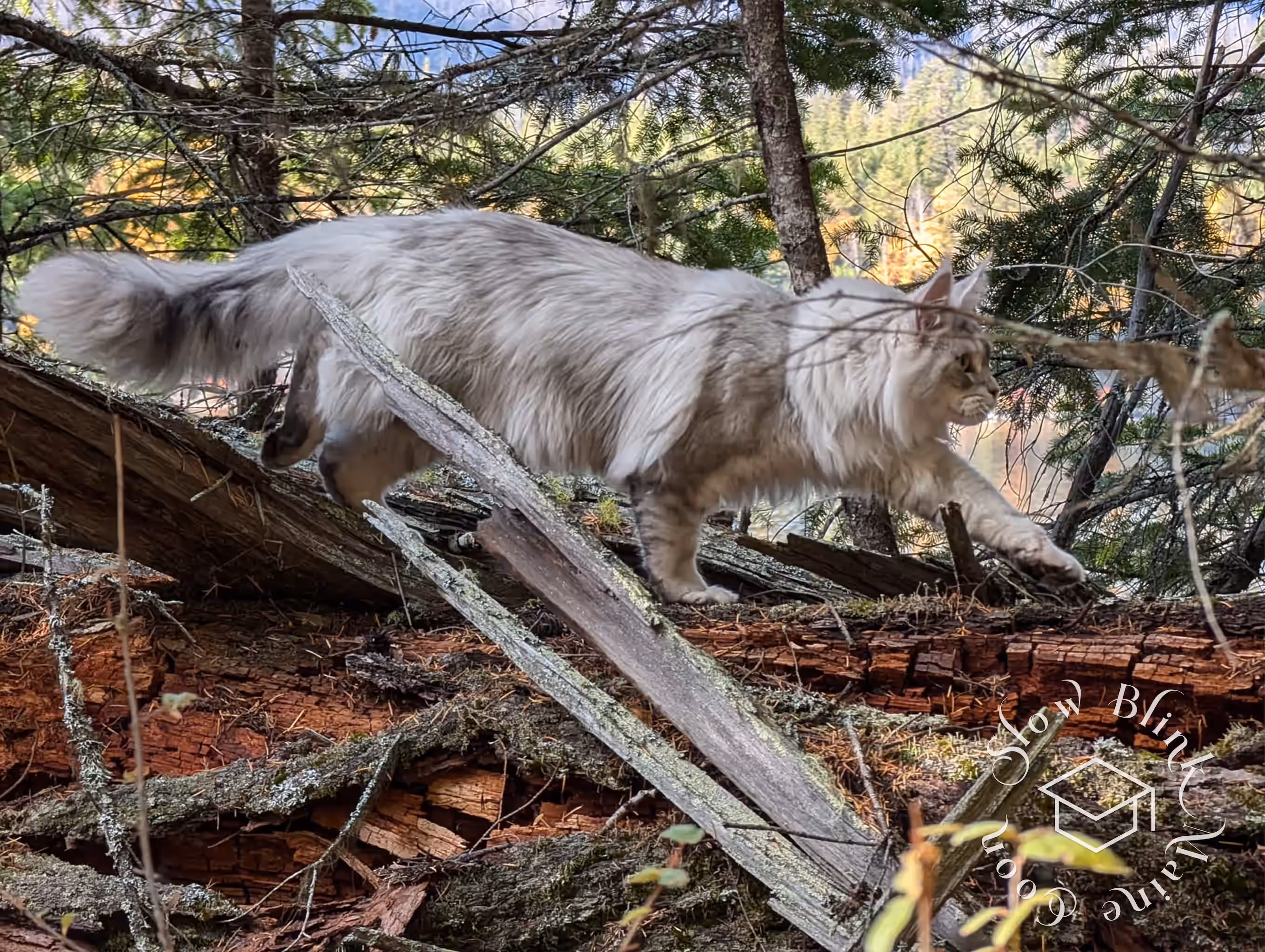 Customer Pictures of their Maine Coon Cats and Kittens who "Graduated" from SlowBlink MaineCoons > black high silver tabby male | tracy | oct 2024