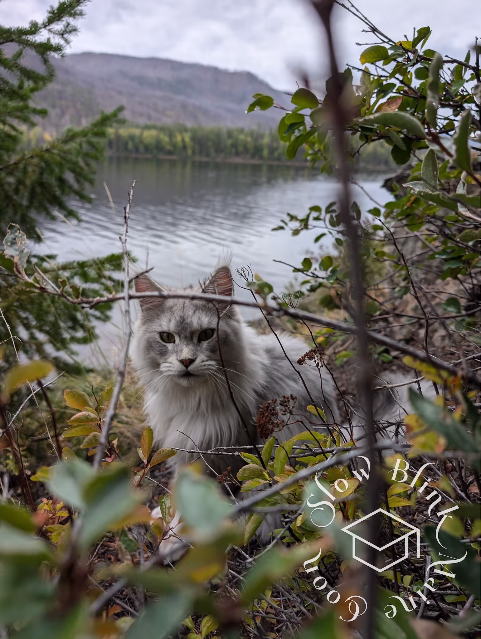 Customer Pictures of their Maine Coon Cats and Kittens who "Graduated" from SlowBlink MaineCoons > black high silver tabby male | tracy | sep 2024 2