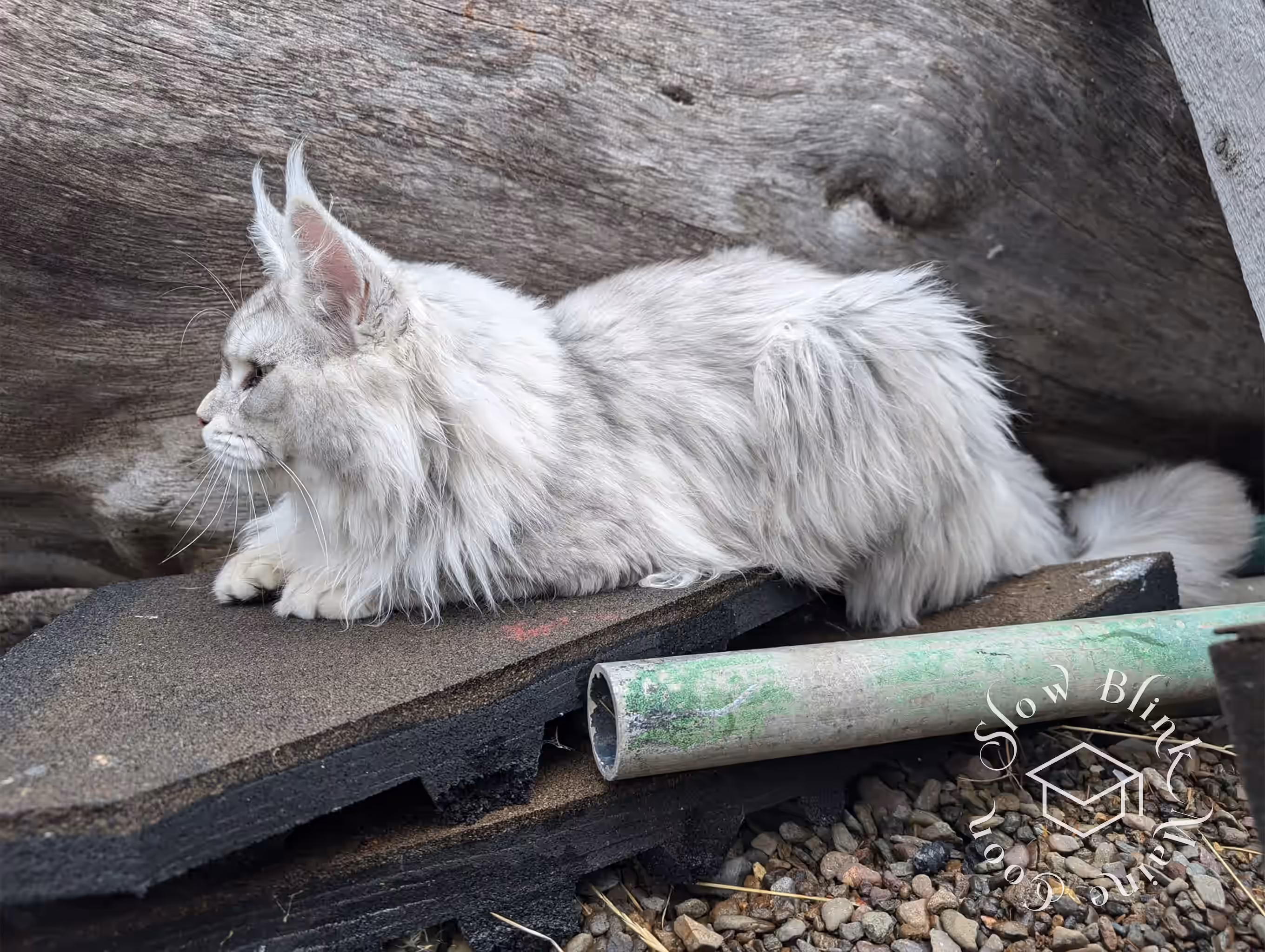 Customer Pictures of their Maine Coon Cats and Kittens who "Graduated" from SlowBlink MaineCoons > black high silver tabby male | tracy | sep 2024 3