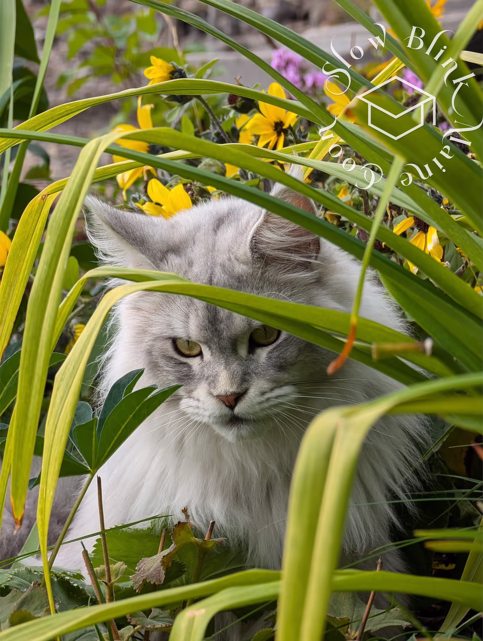 Customer Pictures of their Maine Coon Cats and Kittens who "Graduated" from SlowBlink MaineCoons > black high silver tabby male | tracy | sep 2024 4