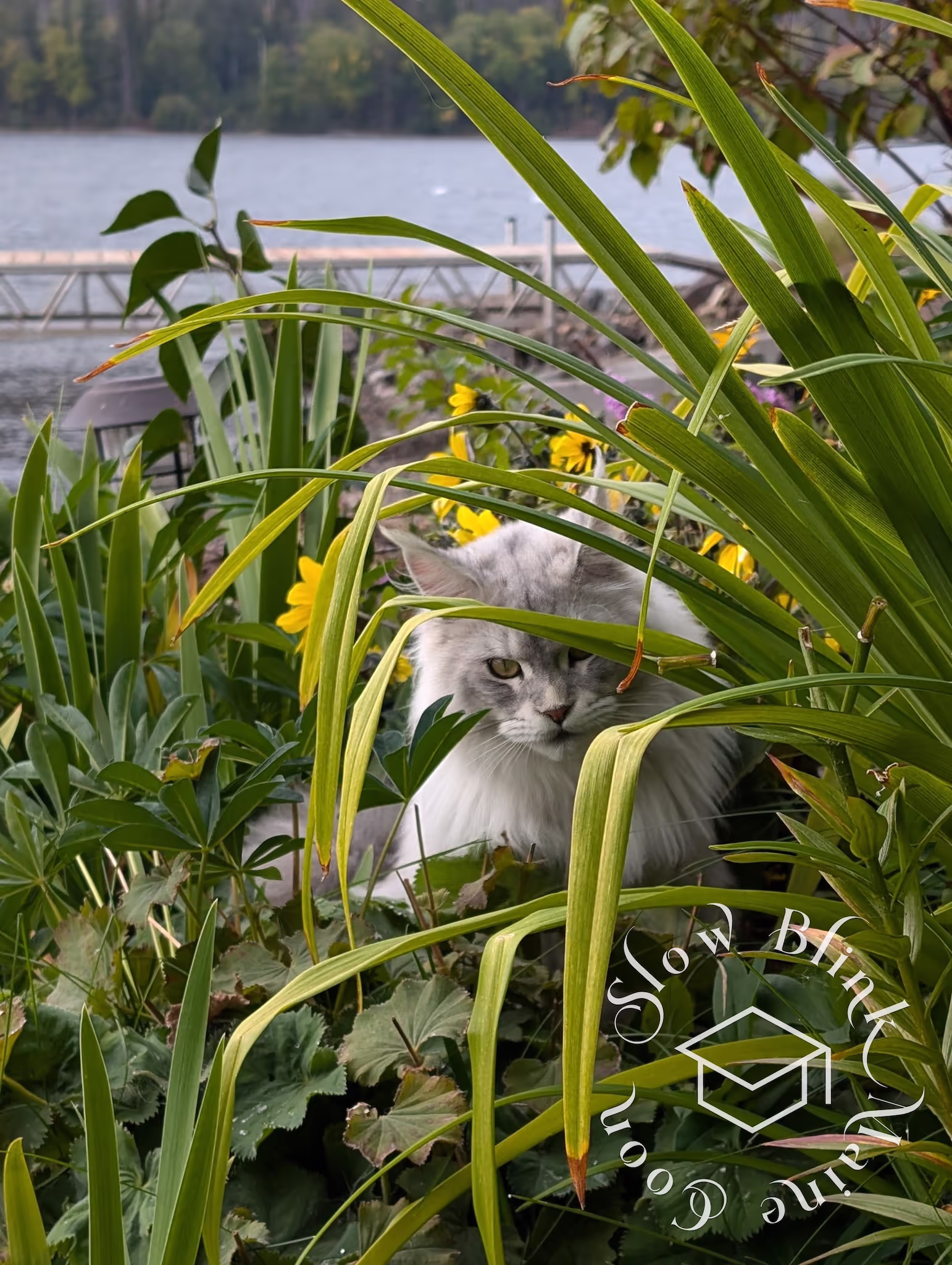 Customer Pictures of their Maine Coon Cats and Kittens who "Graduated" from SlowBlink MaineCoons > black high silver tabby male | tracy | sep 2024 5