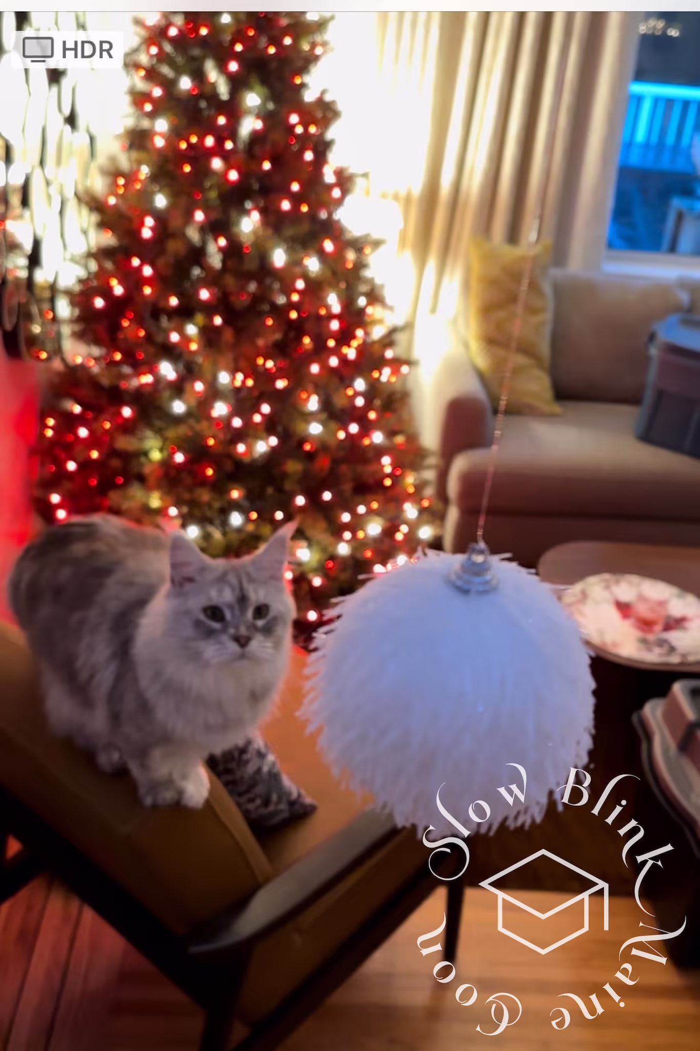 Customer Pictures of their Maine Coon Cats and Kittens who "Graduated" from SlowBlink MaineCoons > black silver tabby | from snow belle | photographer carol | dec 2024 | christmas ball