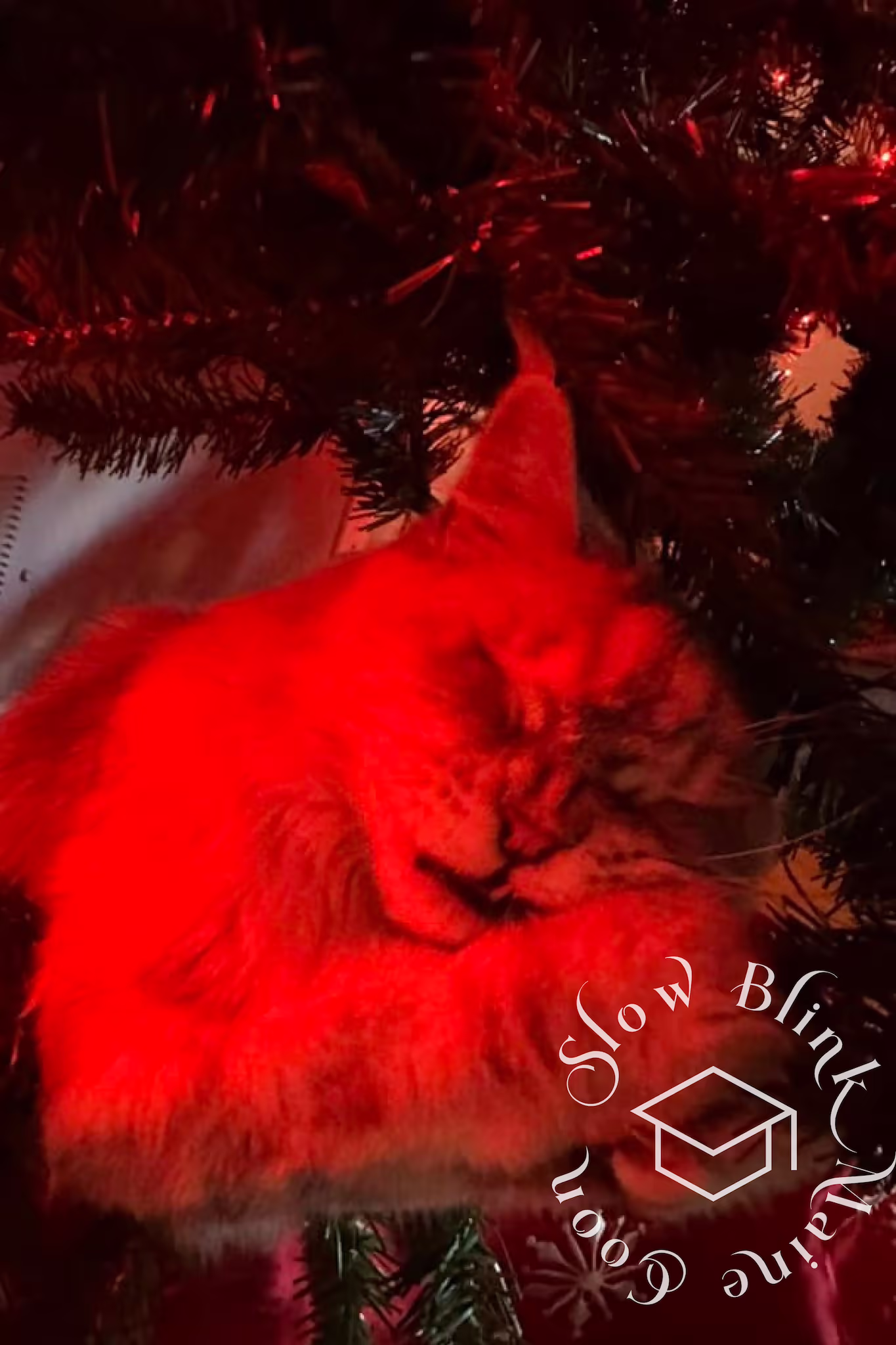 Customer Pictures of their Maine Coon Cats and Kittens who "Graduated" from SlowBlink MaineCoons > black silver tabby | from snow belle | photographer carol | dec 2024 | christmas tree