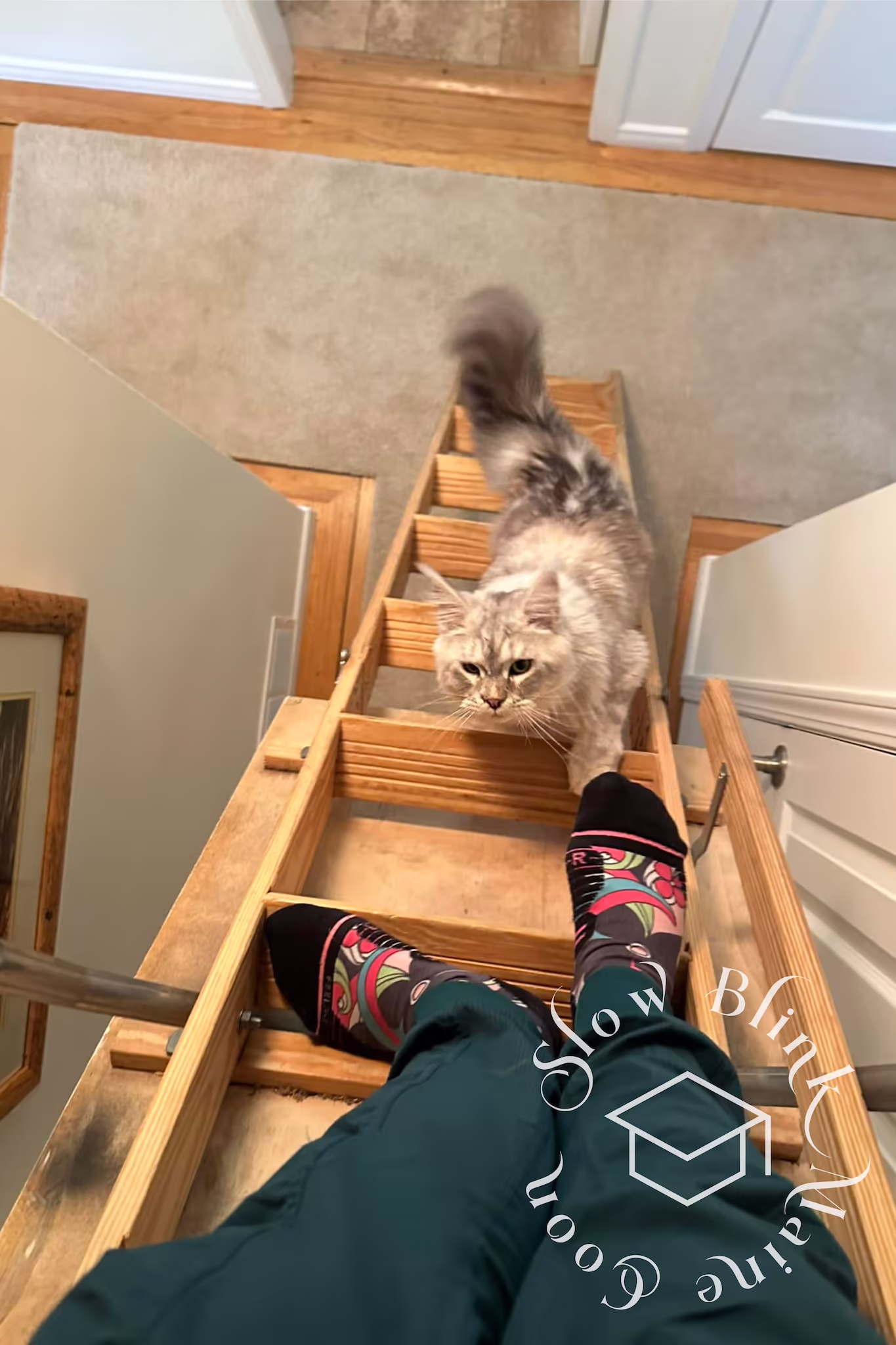 Customer Pictures of their Maine Coon Cats and Kittens who "Graduated" from SlowBlink MaineCoons > black silver tabby | from snow belle | photographer carol | dec 2024 2