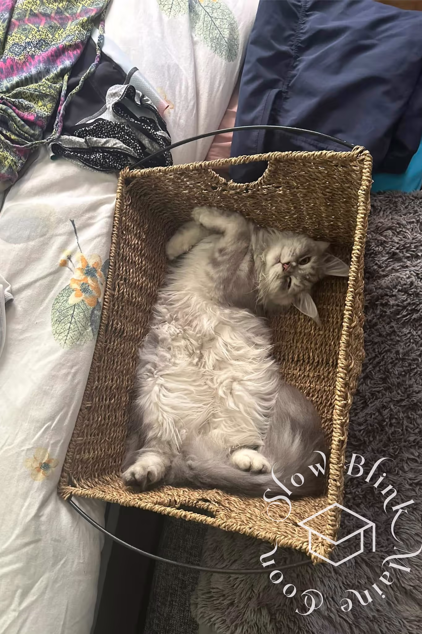 Customer Pictures of their Maine Coon Cats and Kittens who "Graduated" from SlowBlink MaineCoons > black silver tabby | from snow belle | photographer carol | jul 2024