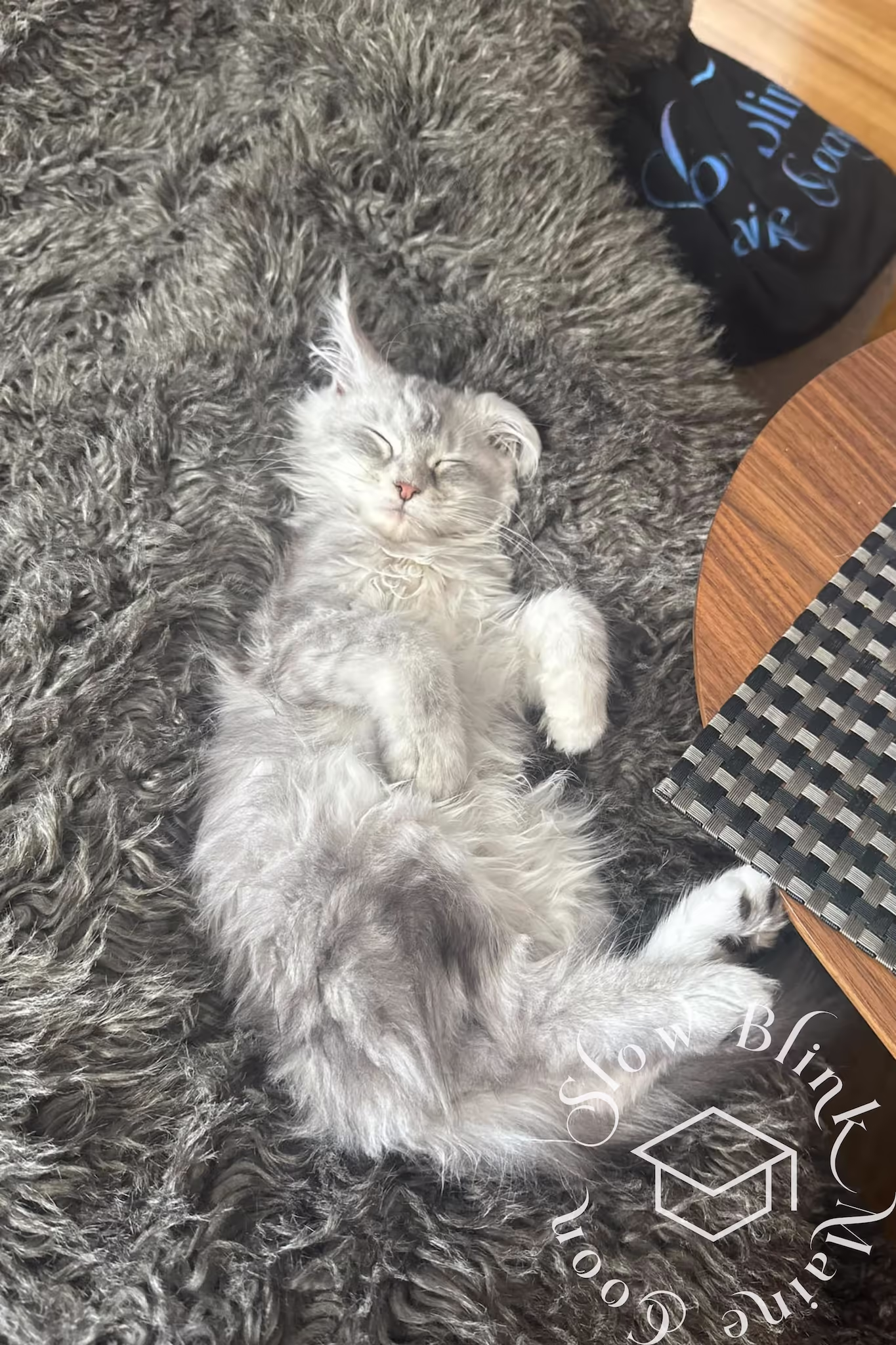 Customer Pictures of their Maine Coon Cats and Kittens who "Graduated" from SlowBlink MaineCoons > black silver tabby | from snow belle | photographer carol | mar 2024 2
