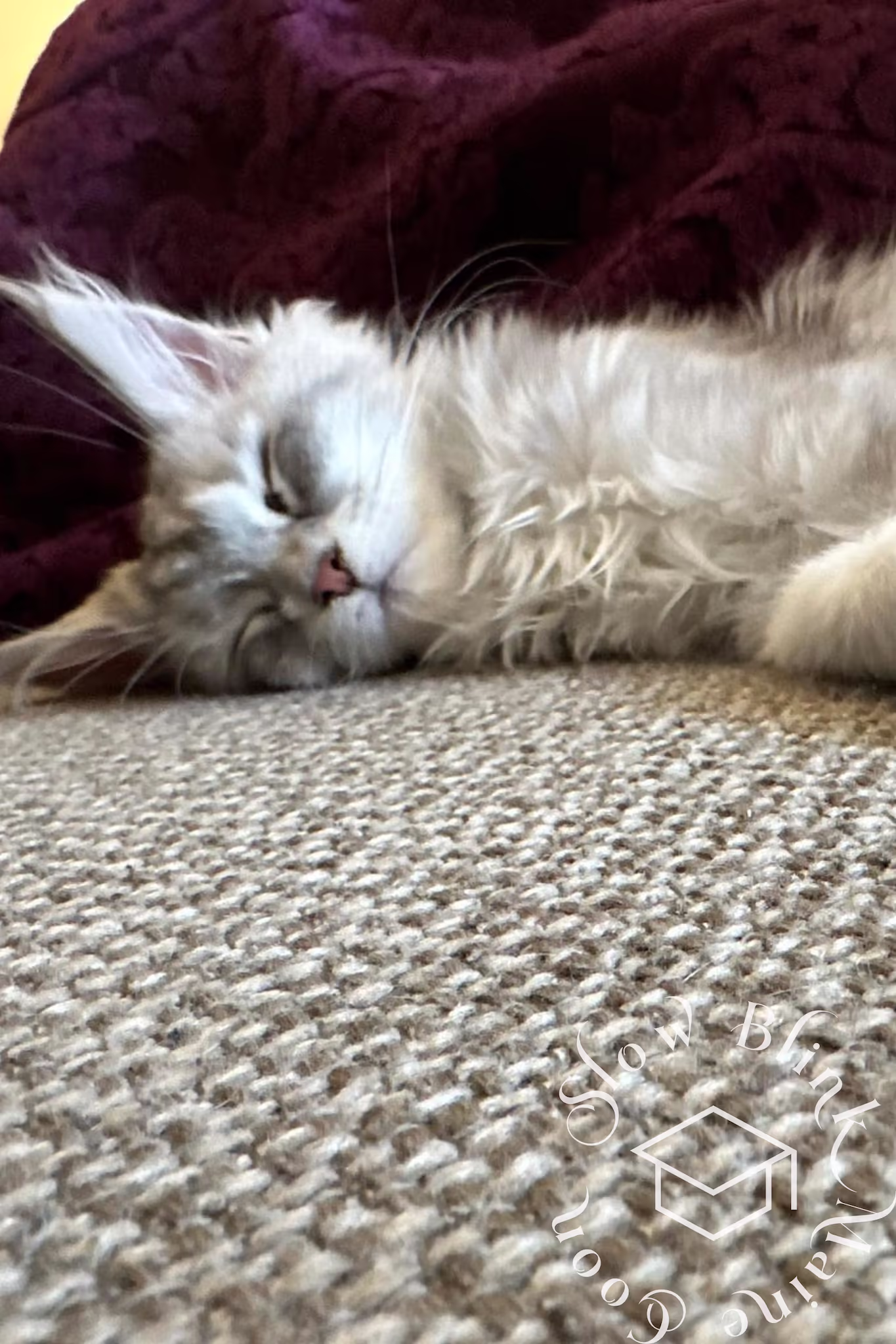 Customer Pictures of their Maine Coon Cats and Kittens who "Graduated" from SlowBlink MaineCoons > black silver tabby | from snow belle | photographer carol | mar 2024