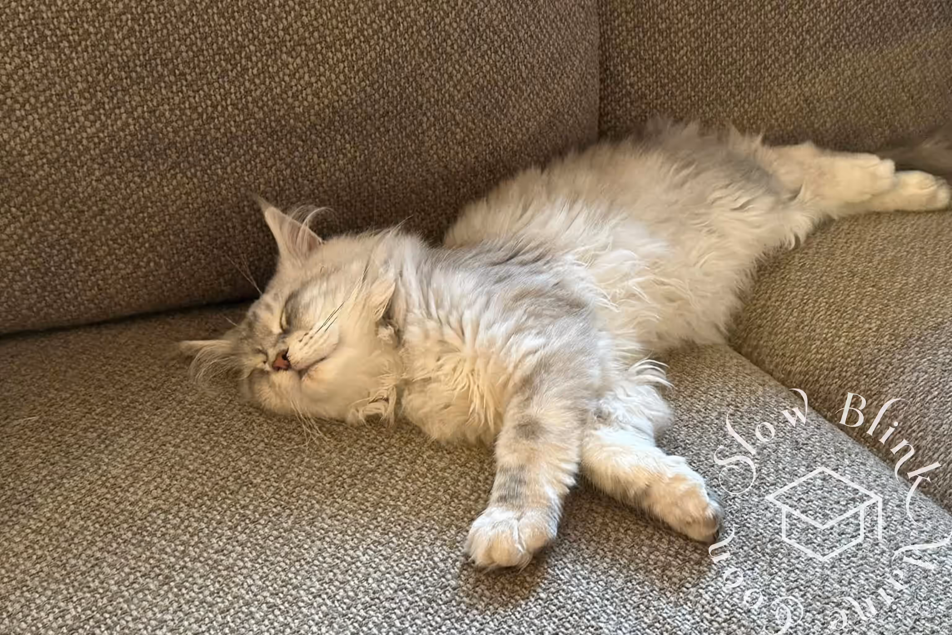 Customer Pictures of their Maine Coon Cats and Kittens who "Graduated" from SlowBlink MaineCoons > black silver tabby | from snow belle | photographer carol | may 2025