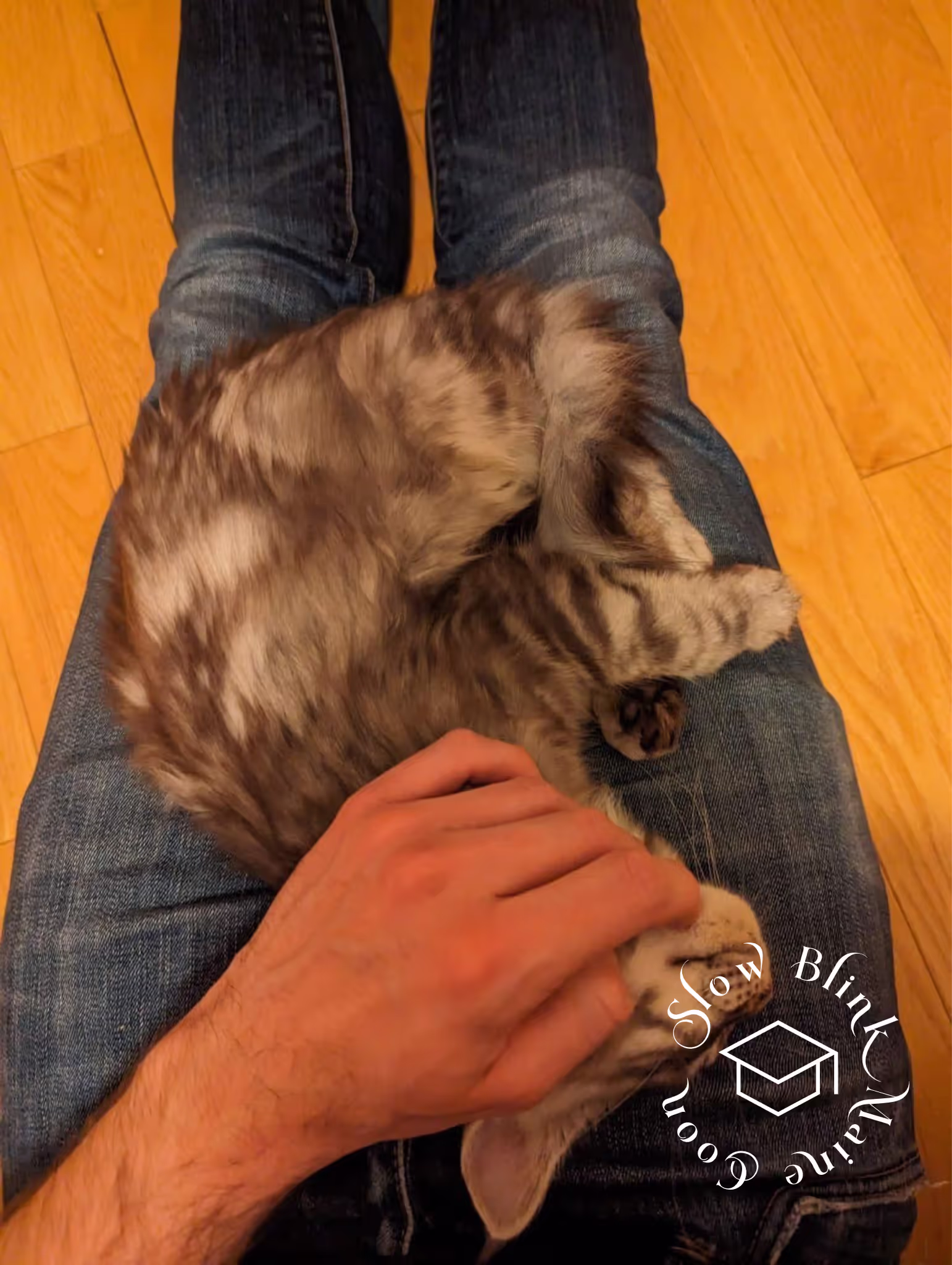 Customer Pictures of their Maine Coon Cats and Kittens who "Graduated" from SlowBlink MaineCoons > black silver tabby | maine coon klitten | male | ems code mco ns 22 | taken 2024 | idx01