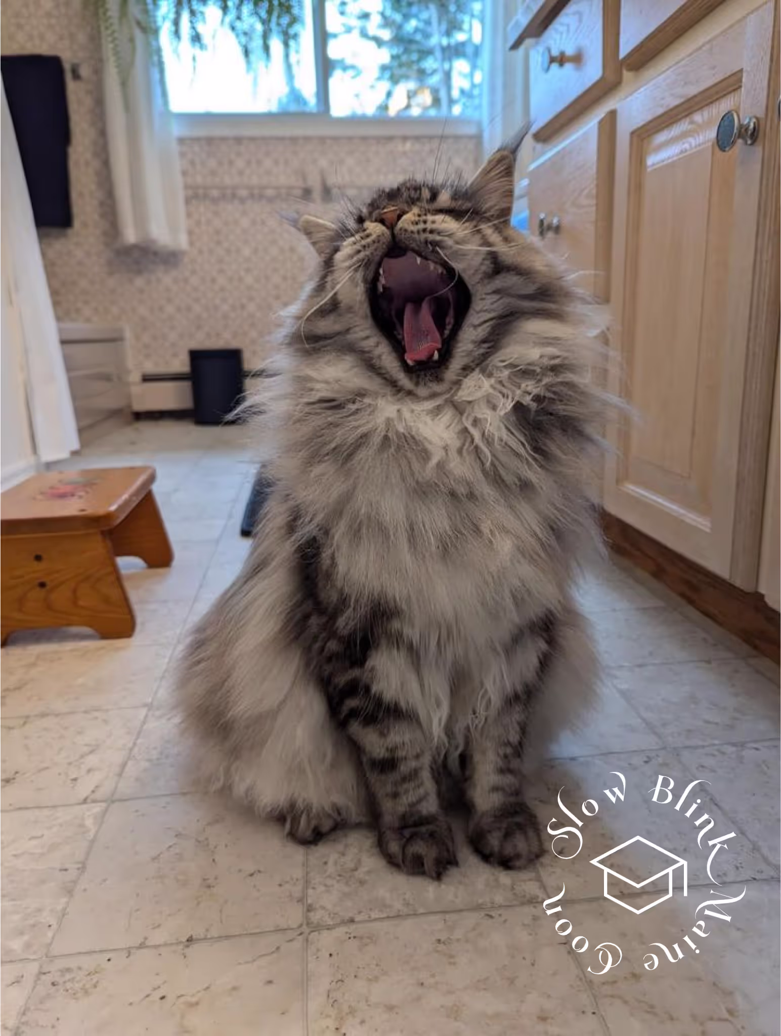 Customer Pictures of their Maine Coon Cats and Kittens who "Graduated" from SlowBlink MaineCoons > black silver tabby | maine coon klitten | male | ems code mco ns 22 | taken 2024 | idx02