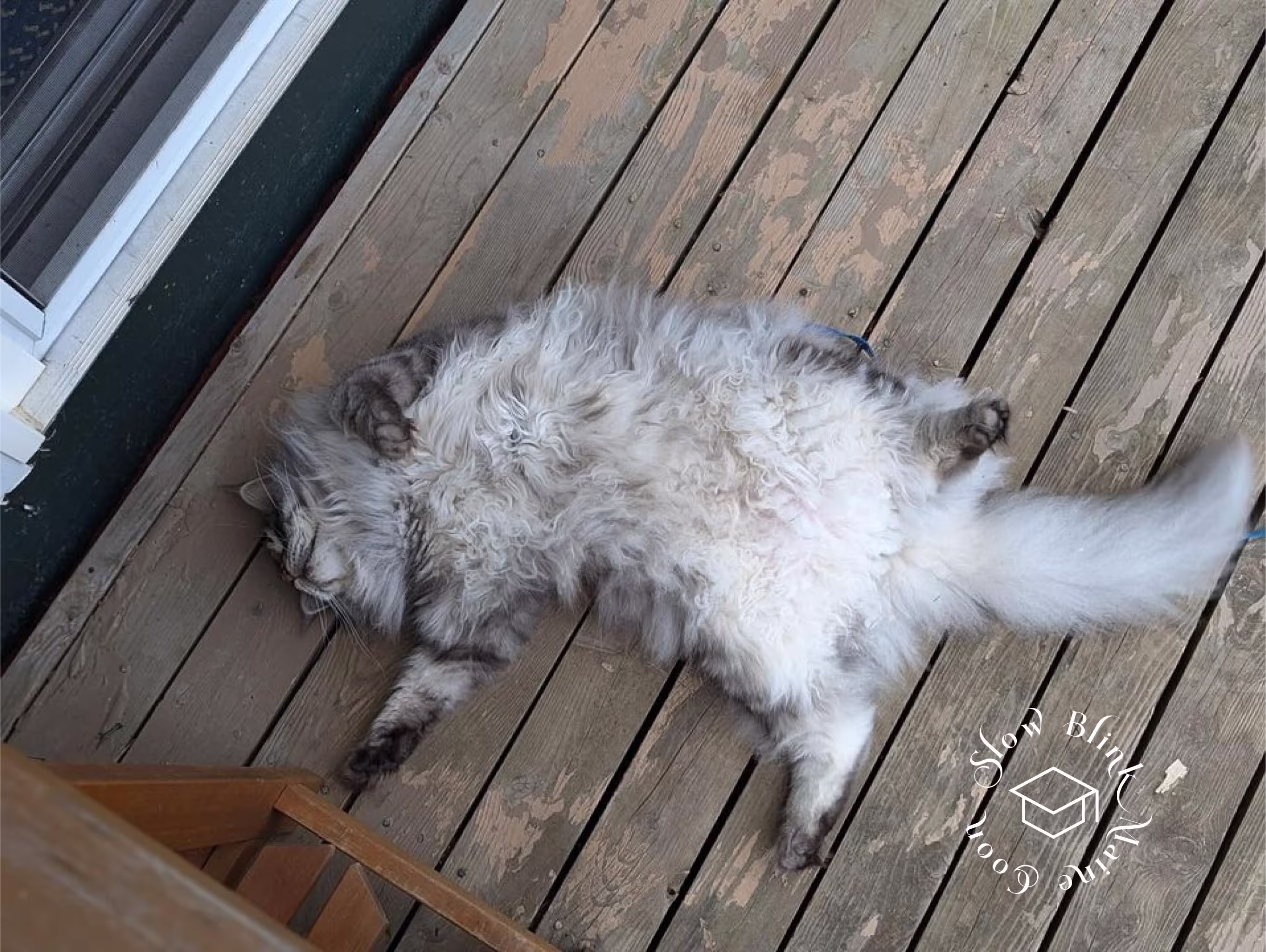 Customer Pictures of their Maine Coon Cats and Kittens who "Graduated" from SlowBlink MaineCoons > black silver tabby | maine coon klitten | male | ems code mco ns 22 | taken 2024 | idx03