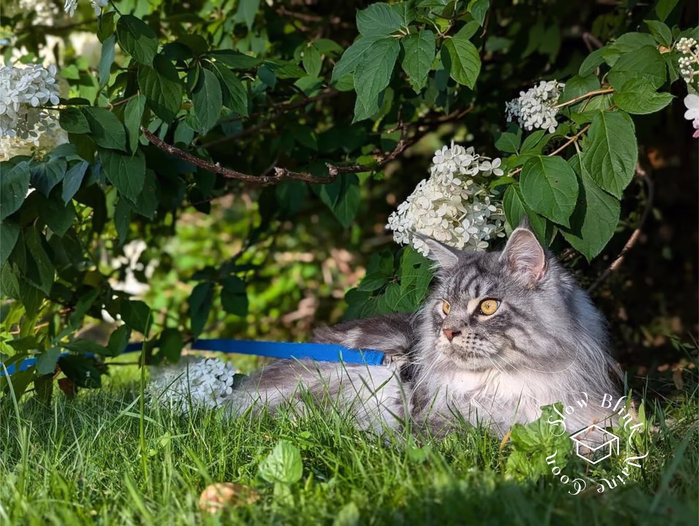 Customer Pictures of their Maine Coon Cats and Kittens who "Graduated" from SlowBlink MaineCoons > black silver tabby | maine coon klitten | male | ems code mco ns 22 | taken 2024 | idx04