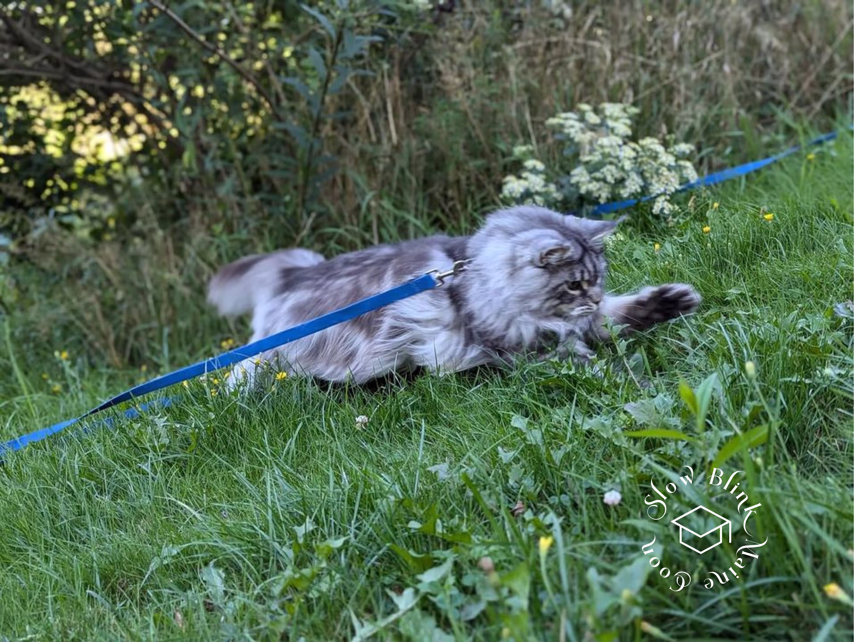 Customer Pictures of their Maine Coon Cats and Kittens who "Graduated" from SlowBlink MaineCoons > black silver tabby | maine coon klitten | male | ems code mco ns 22 | taken 2024 | idx05
