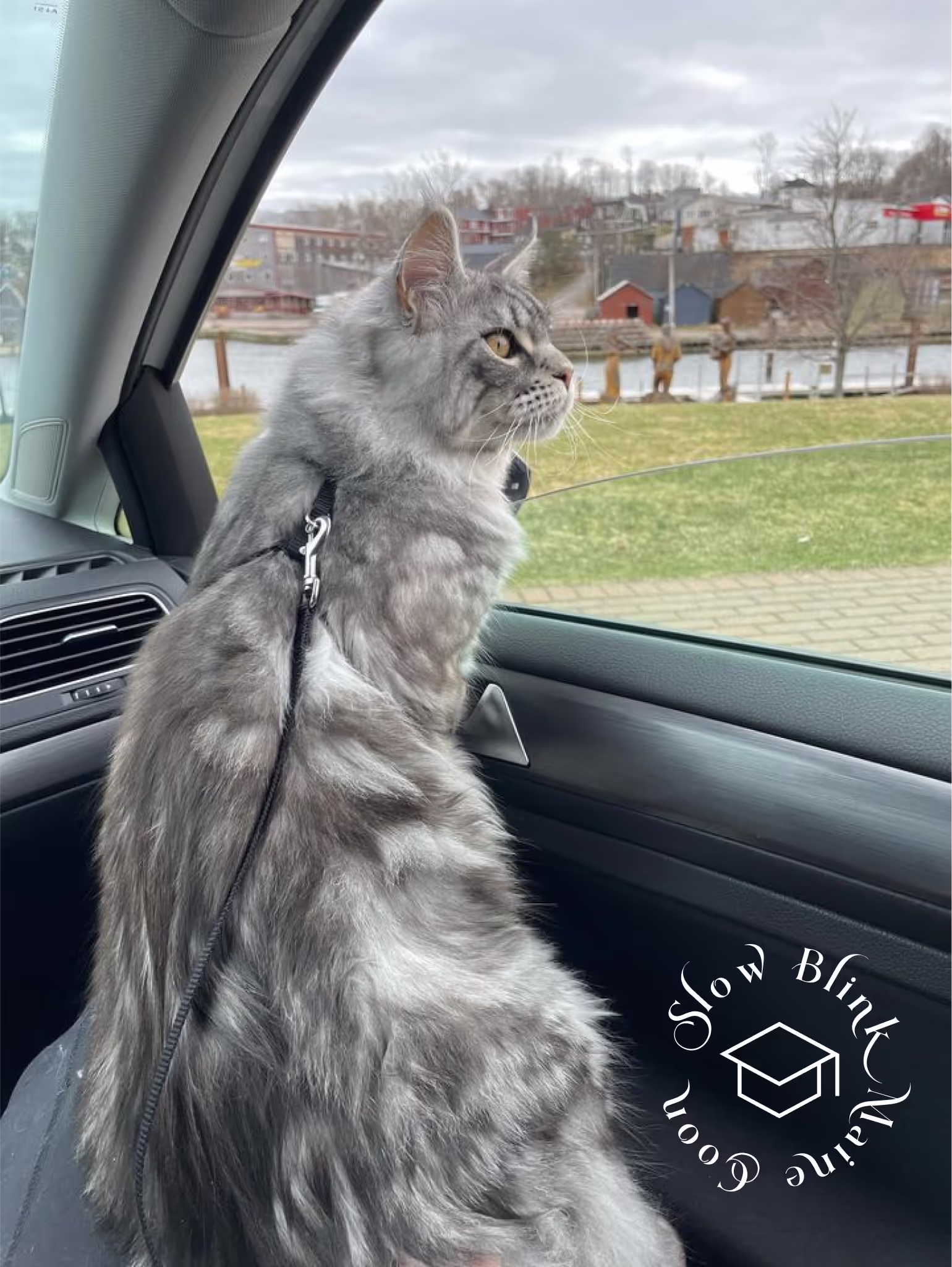 Customer Pictures of their Maine Coon Cats and Kittens who "Graduated" from SlowBlink MaineCoons > black silver tabby | maine coon klitten | male | ems code mco ns 22 | taken 2024 | idx06