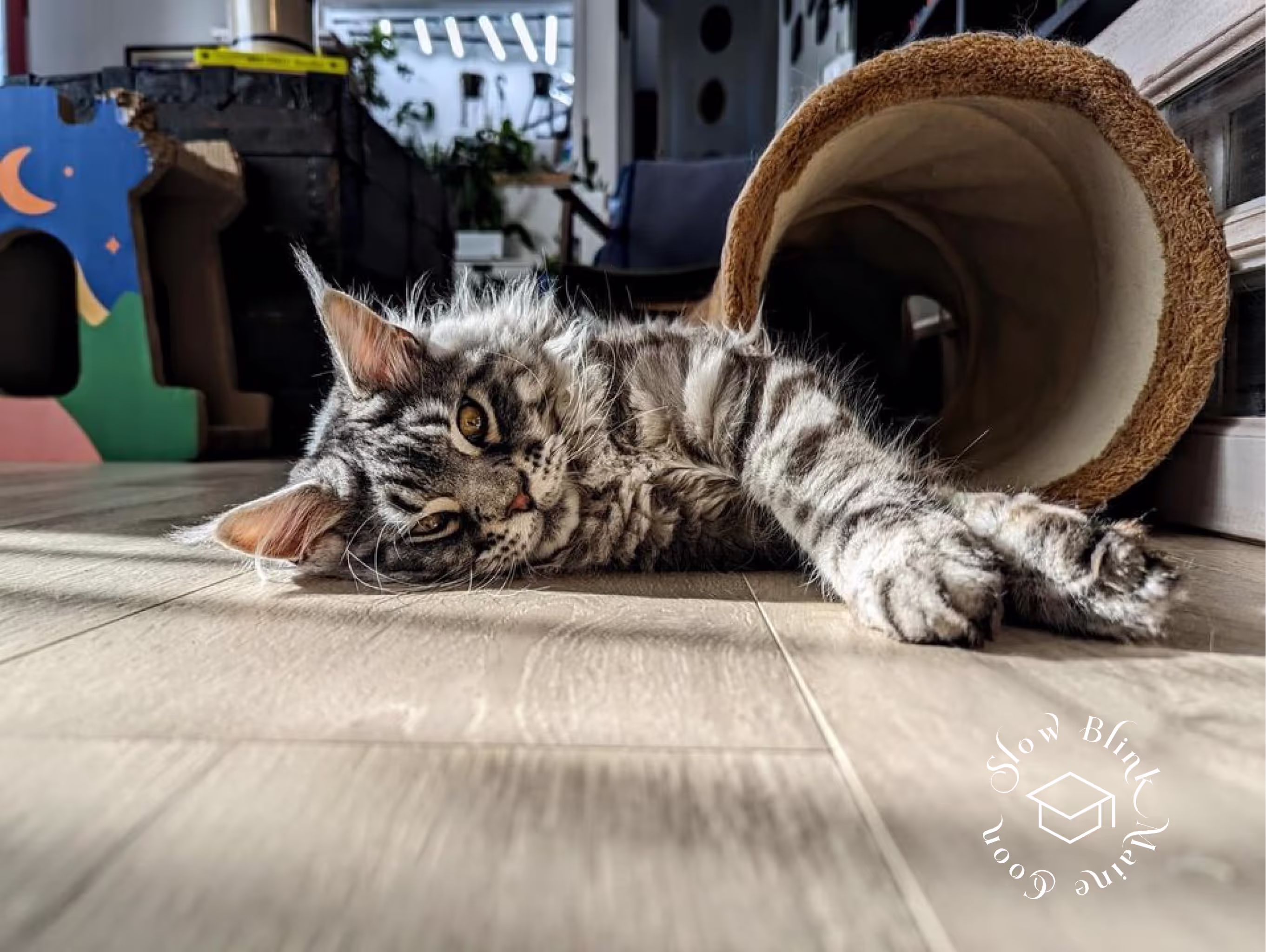 Customer Pictures of their Maine Coon Cats and Kittens who "Graduated" from SlowBlink MaineCoons > black silver tabby | maine coon klitten | male | ems code mco ns 22 | taken 2024 | idx09