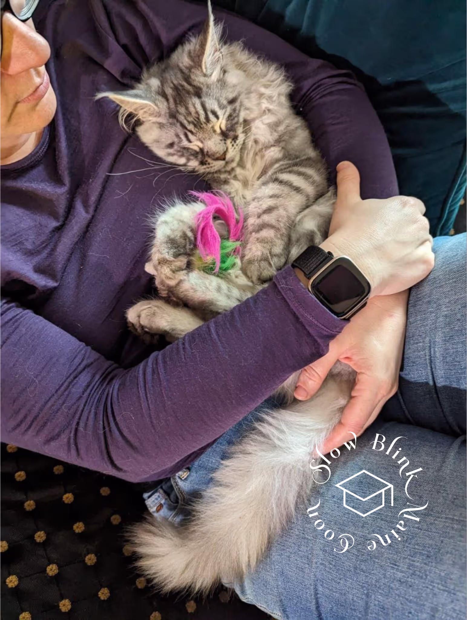 Customer Pictures of their Maine Coon Cats and Kittens who "Graduated" from SlowBlink MaineCoons > black silver tabby | maine coon klitten | male | ems code mco ns 22 | taken 2024 | idx11