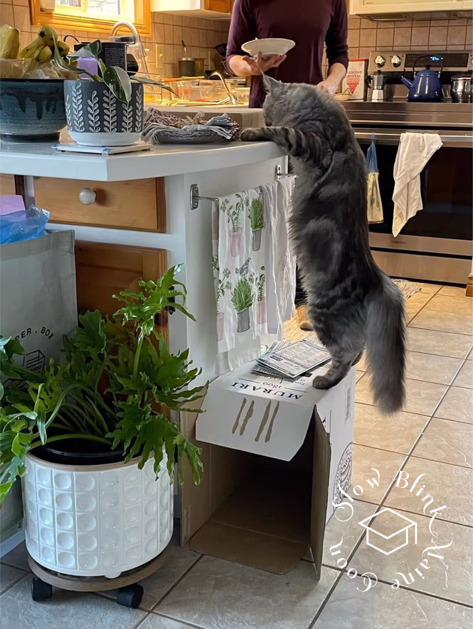 Customer Pictures of their Maine Coon Cats and Kittens who "Graduated" from SlowBlink MaineCoons > black silver tabby | maine coon klitten | male | ems code mco ns 22 | taken 2024 | idx12