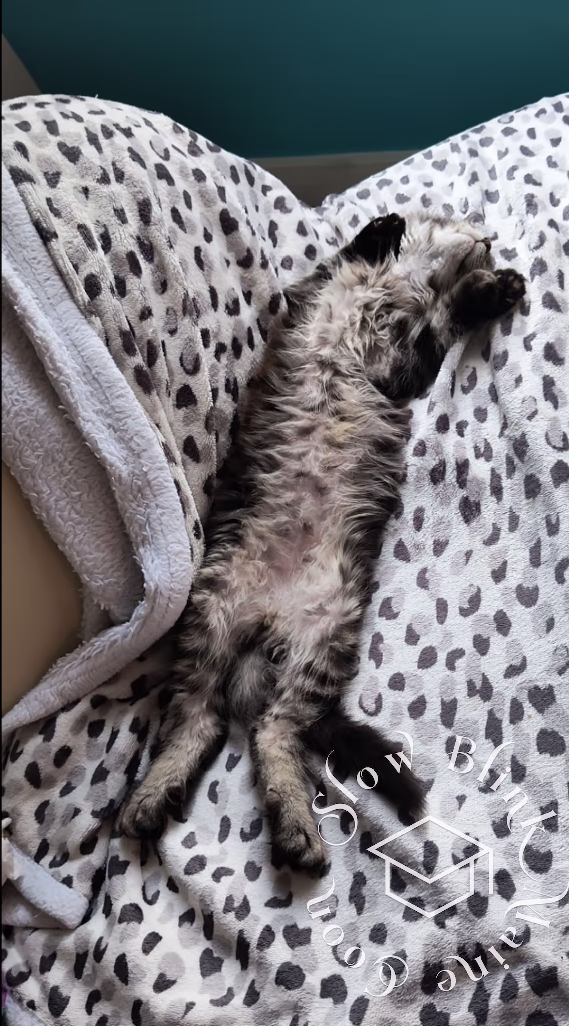 Customer Pictures of their Maine Coon Cats and Kittens who "Graduated" from SlowBlink MaineCoons > black silver tabby poly christian k sep 2024 2