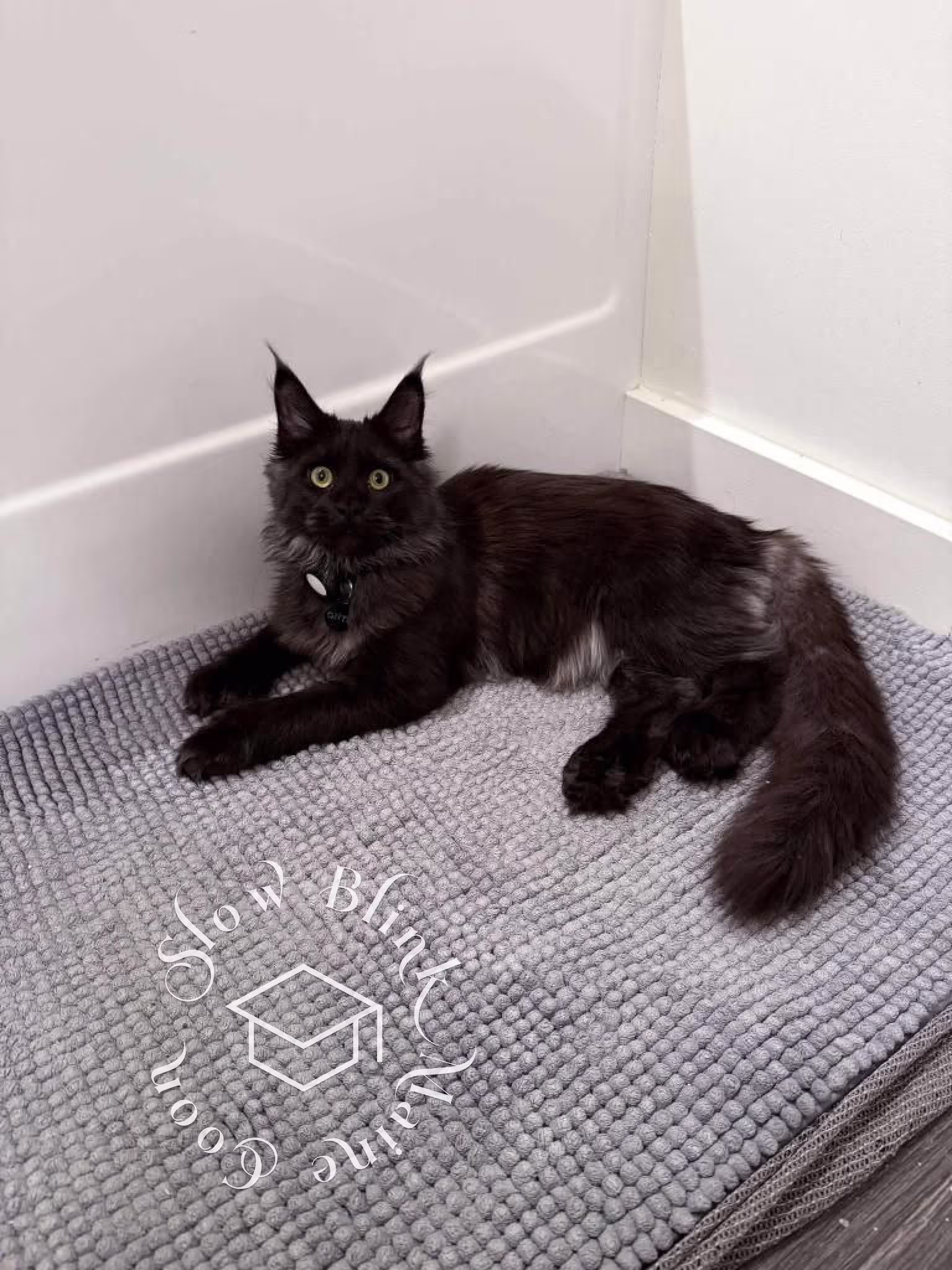 Customer Pictures of their Maine Coon Cats and Kittens who "Graduated" from SlowBlink MaineCoons > black smoke | maine coon kitten | ems code mcp ns | poly | female | dec 2024 | idx 1