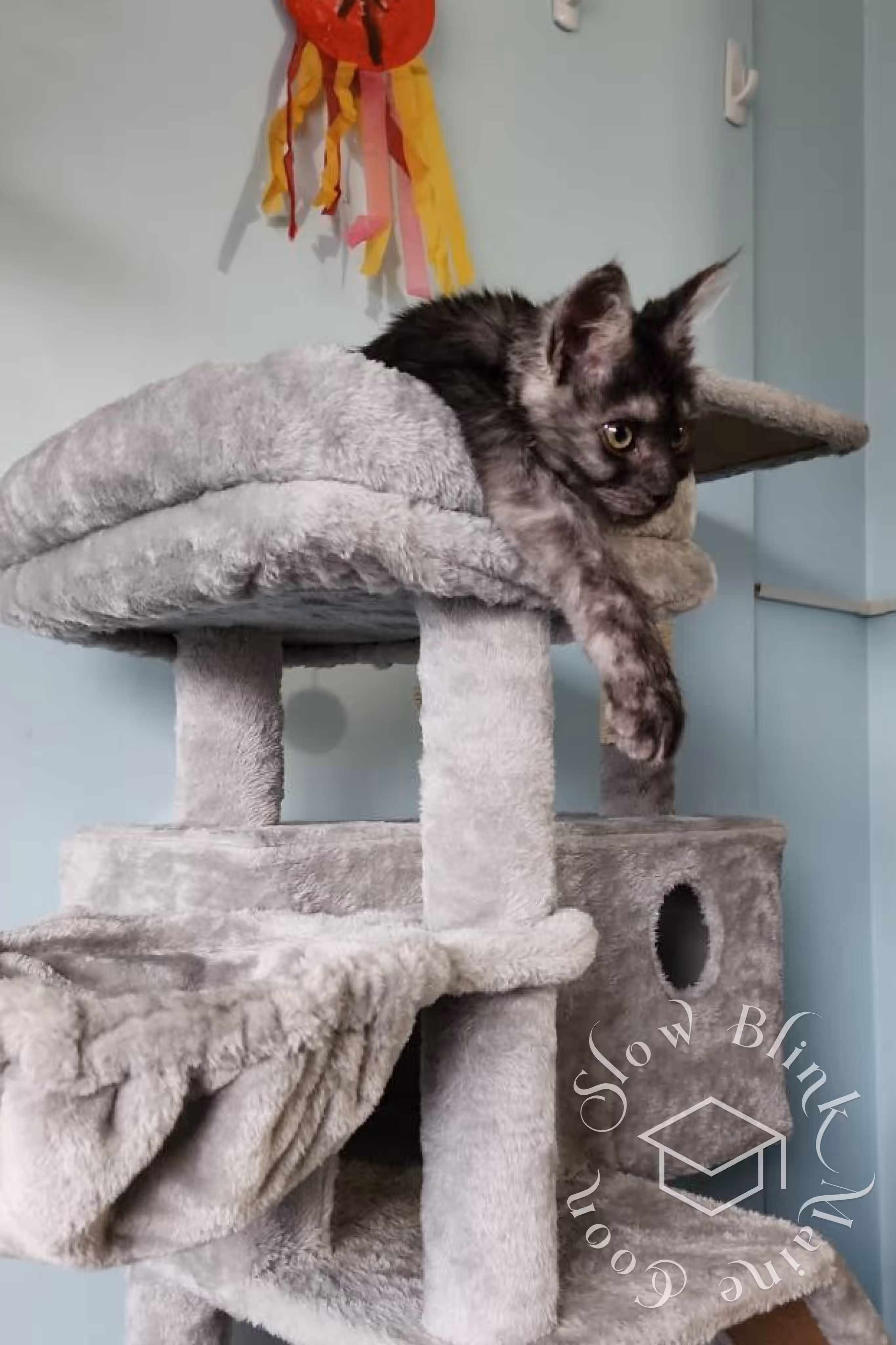 Customer Pictures of their Maine Coon Cats and Kittens who "Graduated" from SlowBlink MaineCoons > black smoke maine coon kitten | ems code mcp ns | female | taken mar 2025 | idx 2