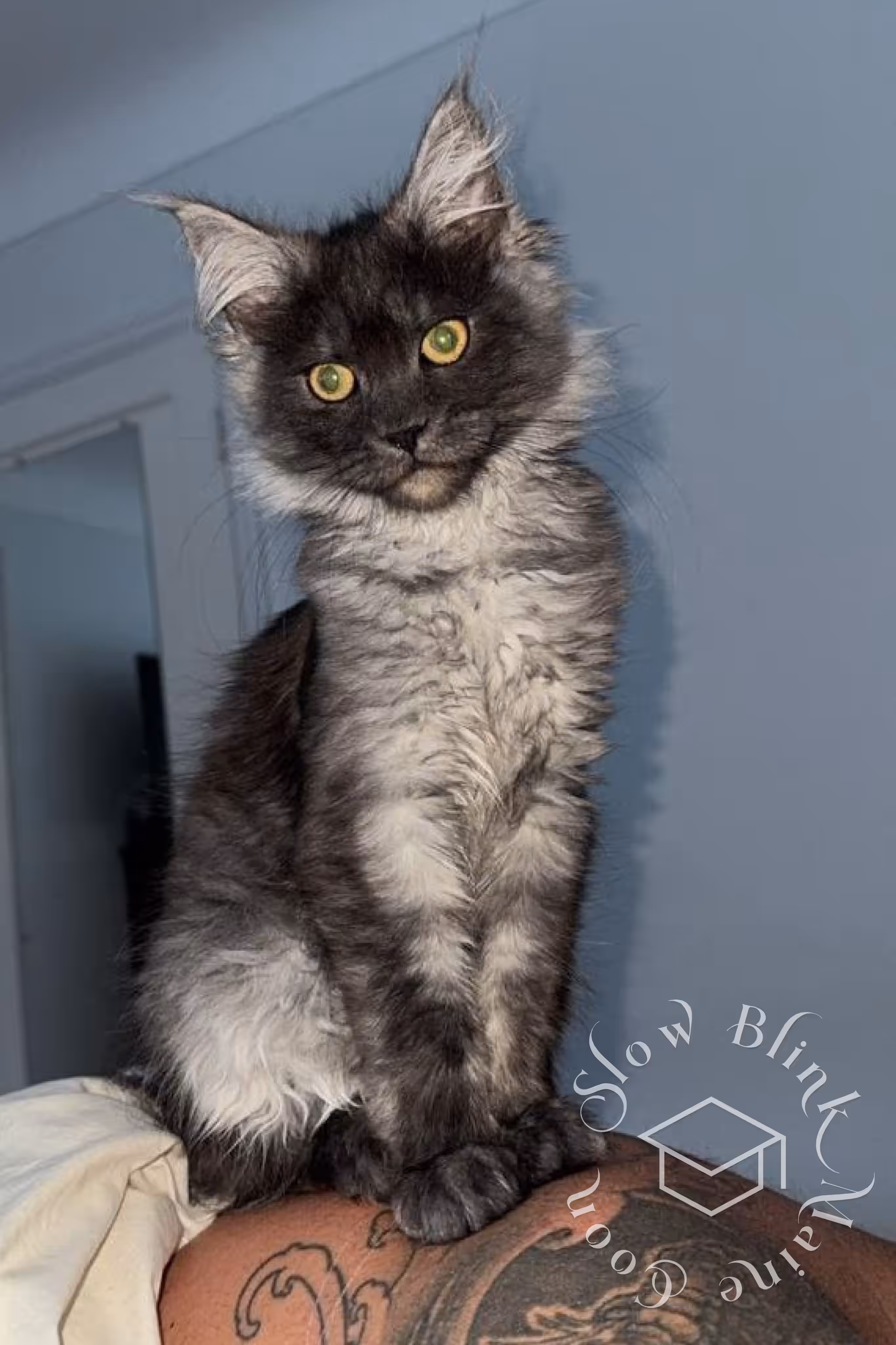 Customer Pictures of their Maine Coon Cats and Kittens who "Graduated" from SlowBlink MaineCoons > black smoke maine coon kitten | ems code mcp ns | female | taken mar 2025 | idx 3