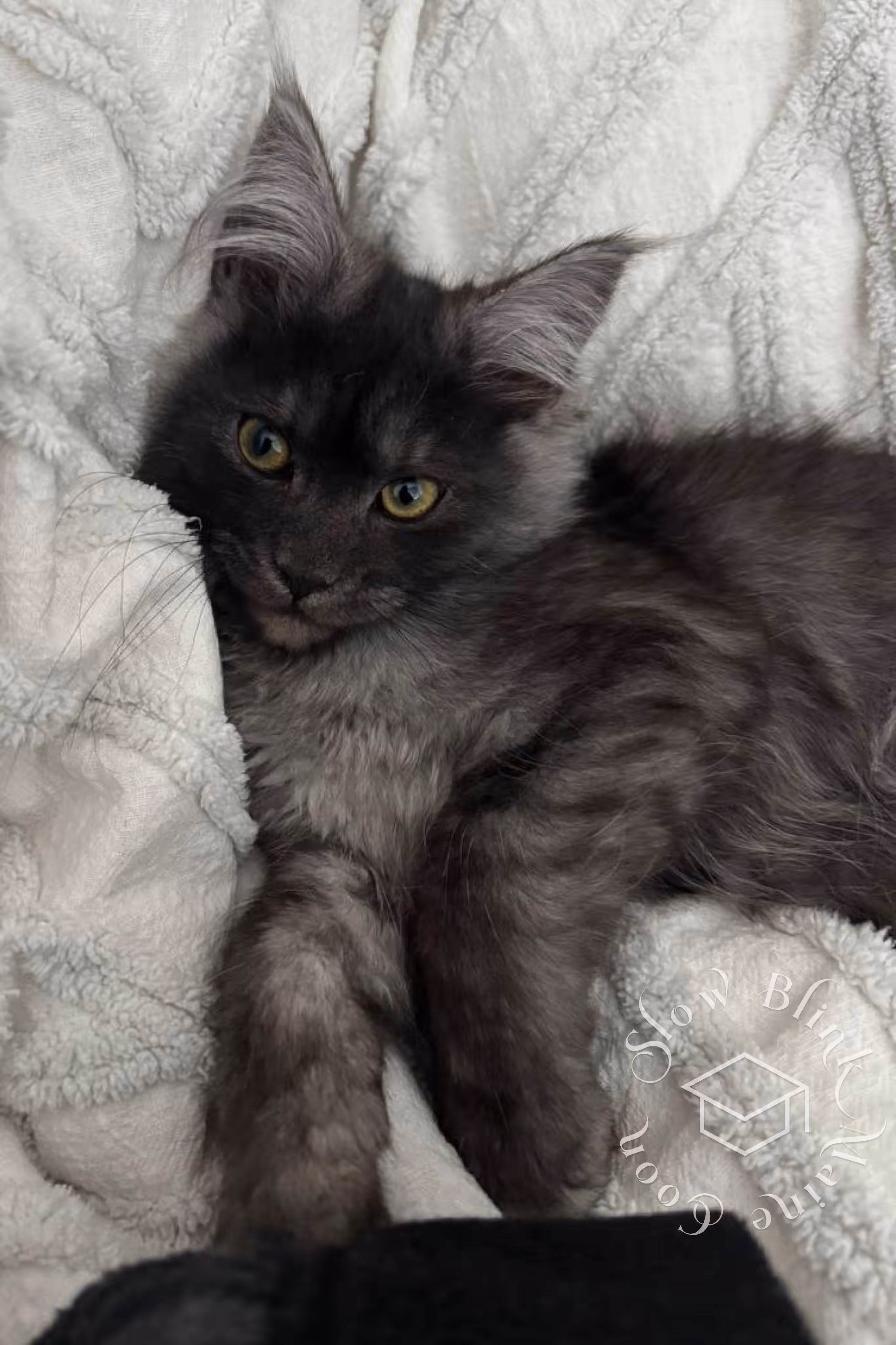 Customer Pictures of their Maine Coon Cats and Kittens who "Graduated" from SlowBlink MaineCoons > black smoke maine coon kitten | ems code mcp ns | female | taken mar 2025 | idx 4