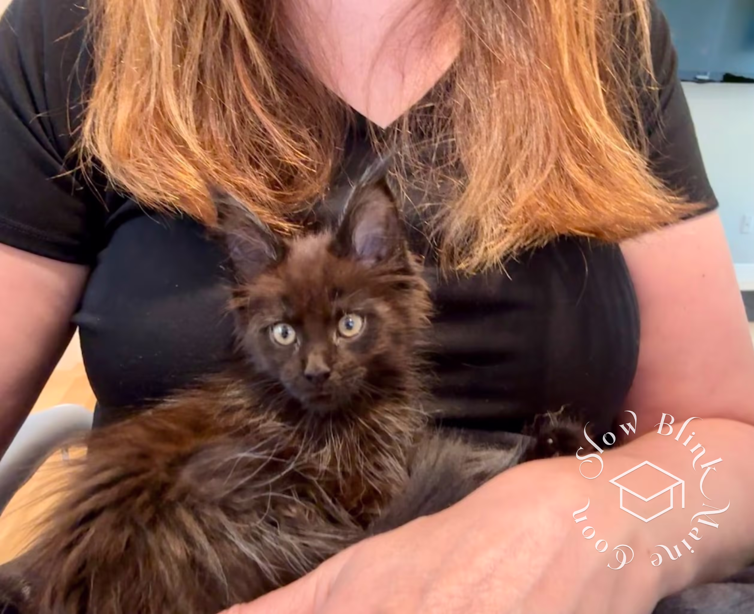 Customer Pictures of their Maine Coon Cats and Kittens who "Graduated" from SlowBlink MaineCoons > black solid | ems code mcp n | poly | female | dec 2024 | cuddling being held | idx 1
