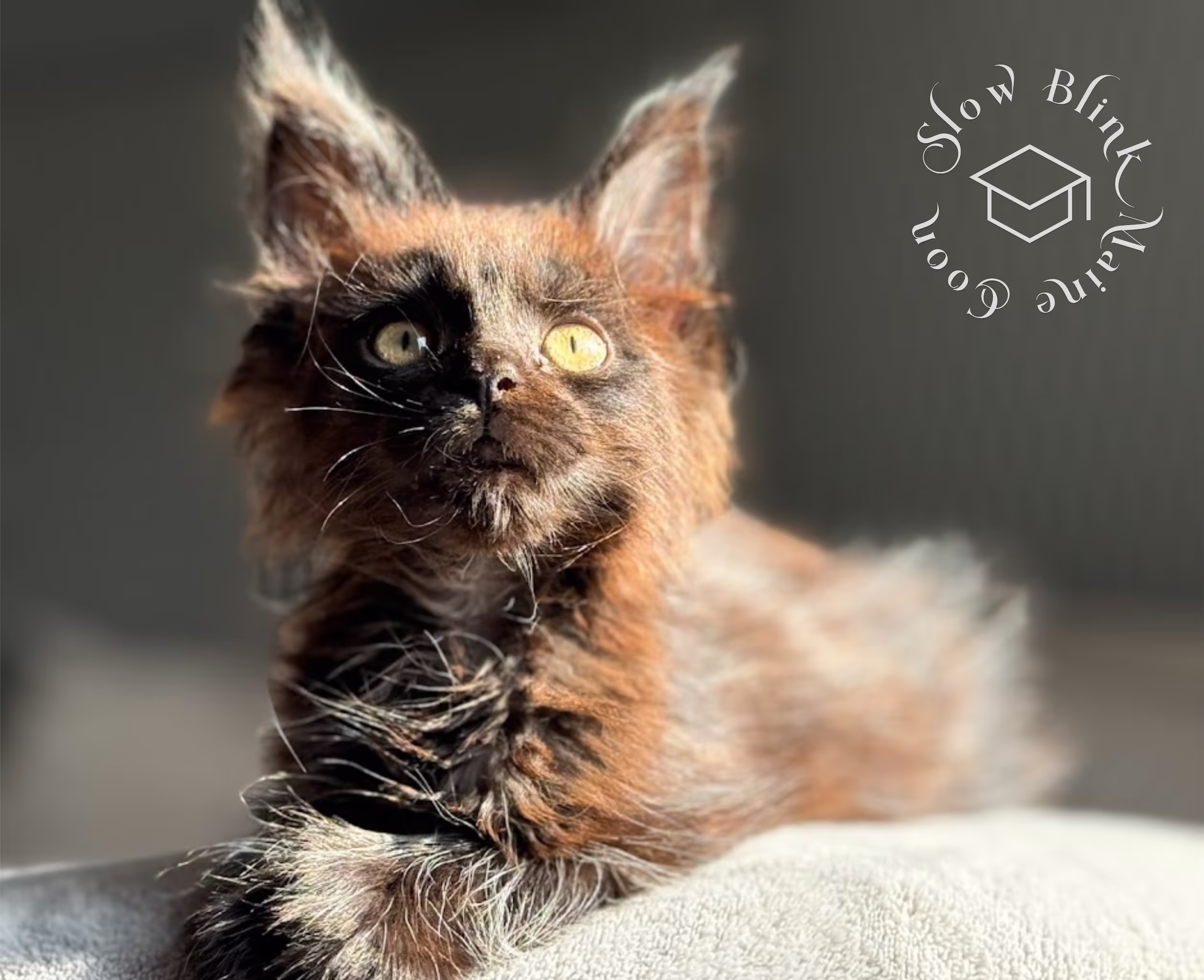 Customer Pictures of their Maine Coon Cats and Kittens who "Graduated" from SlowBlink MaineCoons > black solid | ems code mcp n | poly | female | dec 2024 | idx 2