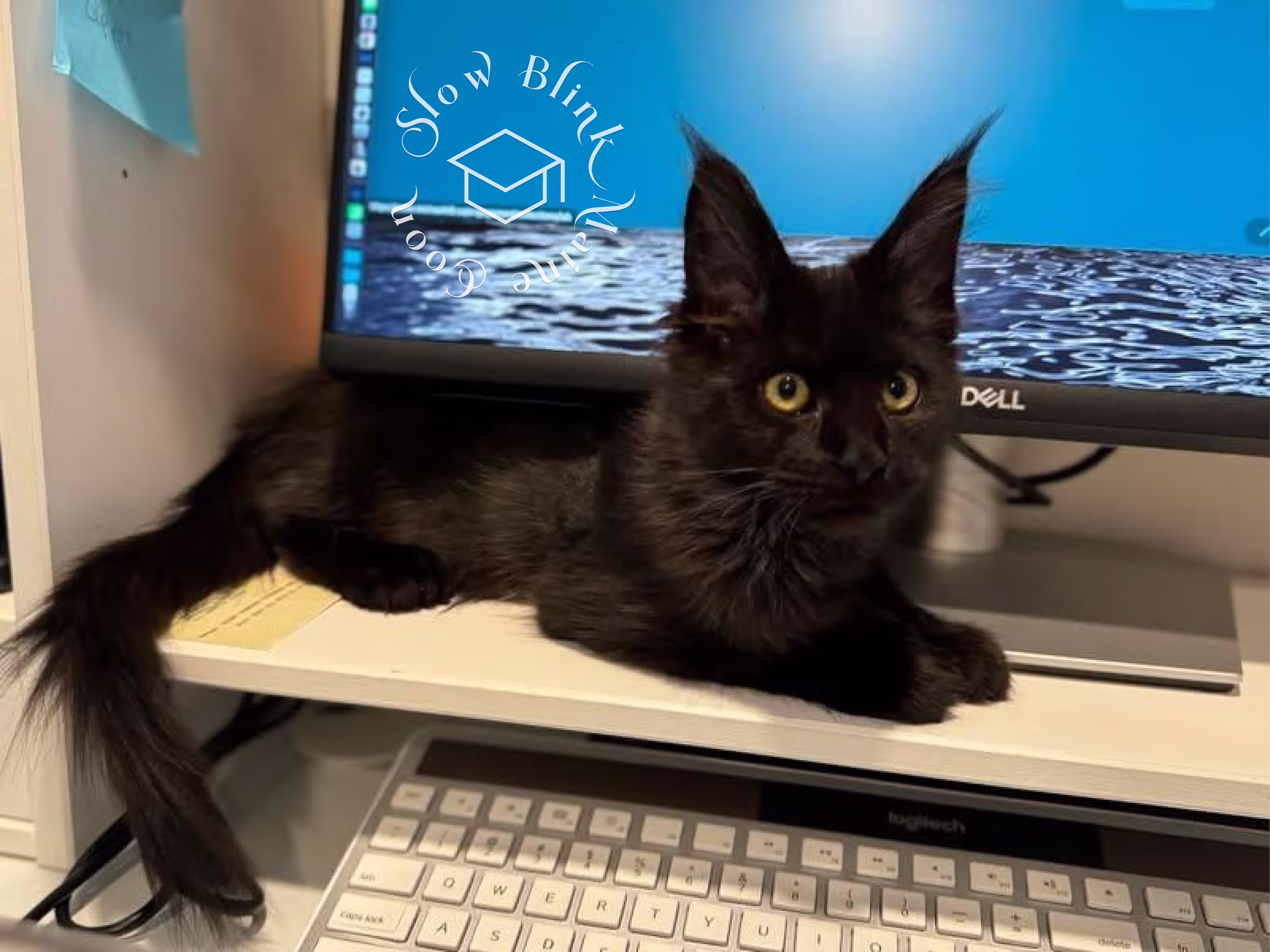 Customer Pictures of their Maine Coon Cats and Kittens who "Graduated" from SlowBlink MaineCoons > black solid | ems code mcp n | poly | female | dec 2024 | on keyboard computer | idx 6