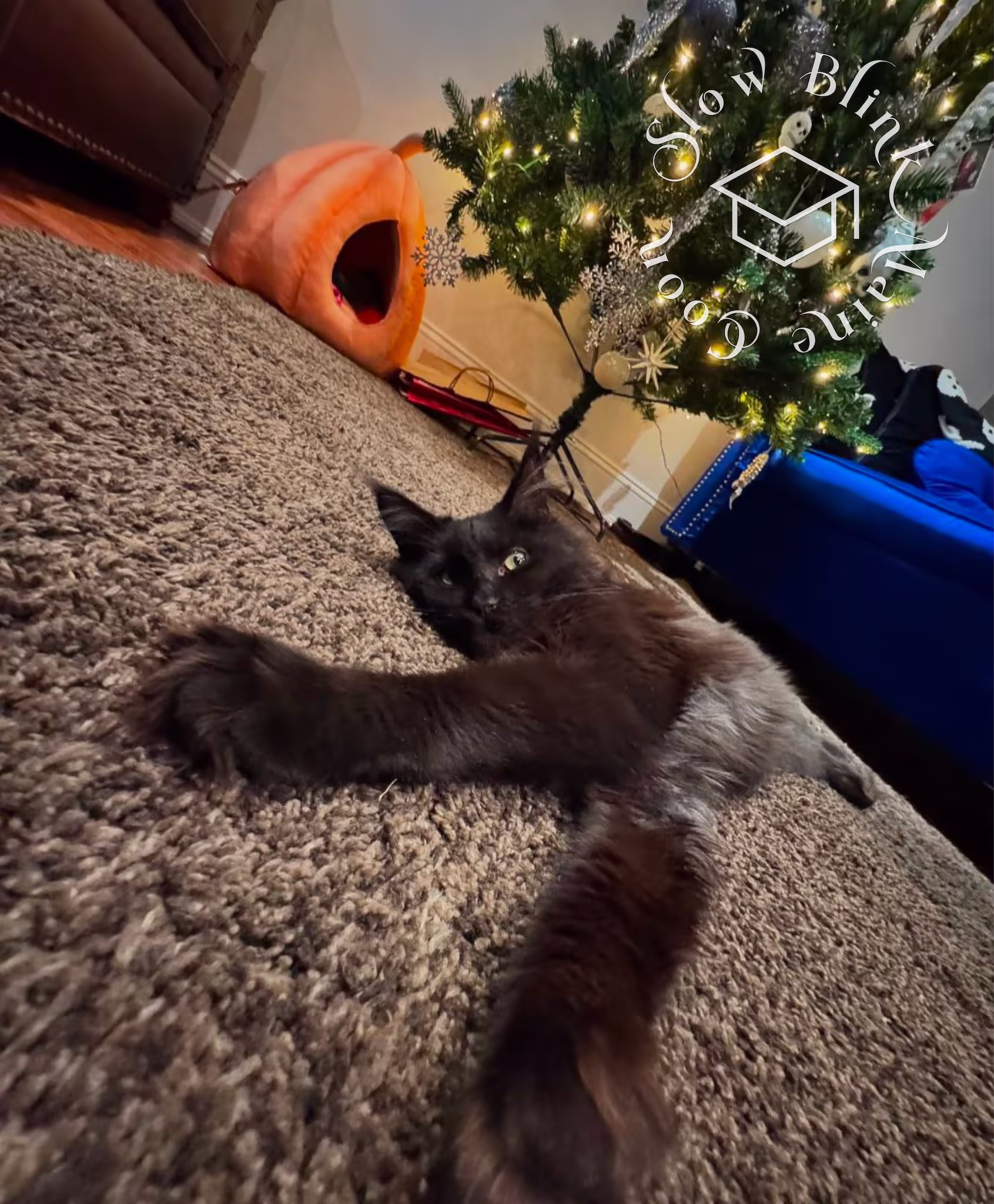 Customer Pictures of their Maine Coon Cats and Kittens who "Graduated" from SlowBlink MaineCoons > black solid | maine coon kitten | ems code mcp n | poly | male | dec 2024 | idx 1
