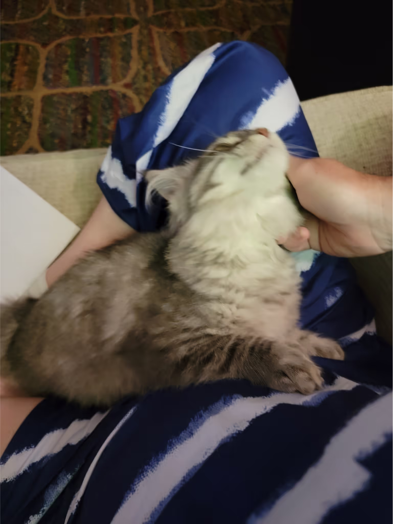 Customer Pictures of their Maine Coon Cats and Kittens who "Graduated" from SlowBlink MaineCoons > blue silver tabby maine coon kitten | female | taken 2024 | age 4 months old | idx01