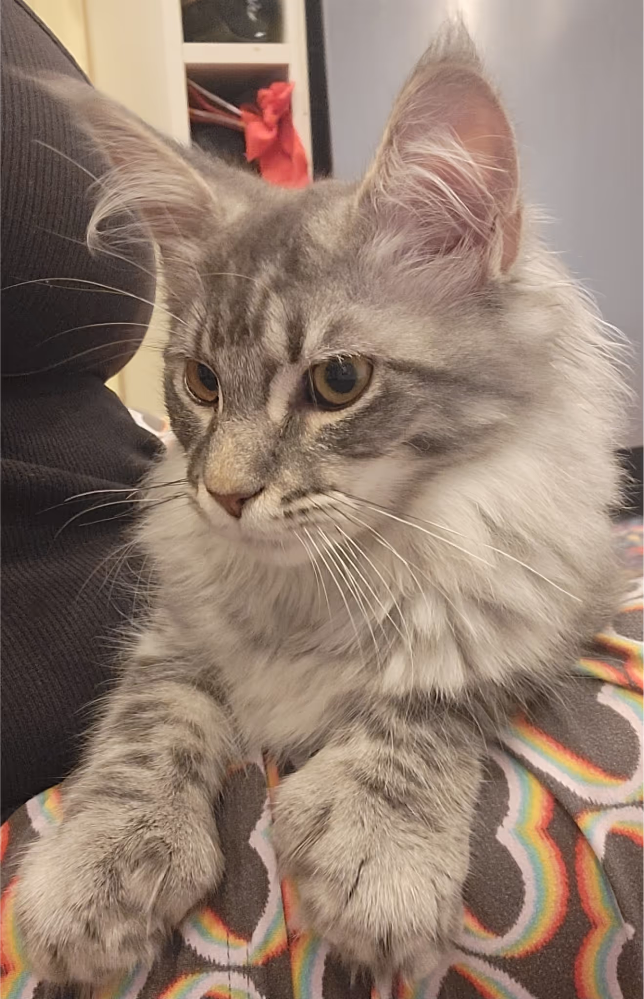 Customer Pictures of their Maine Coon Cats and Kittens who "Graduated" from SlowBlink MaineCoons > blue silver tabby maine coon kitten | female | taken 2024 | age 4 months old | idx02