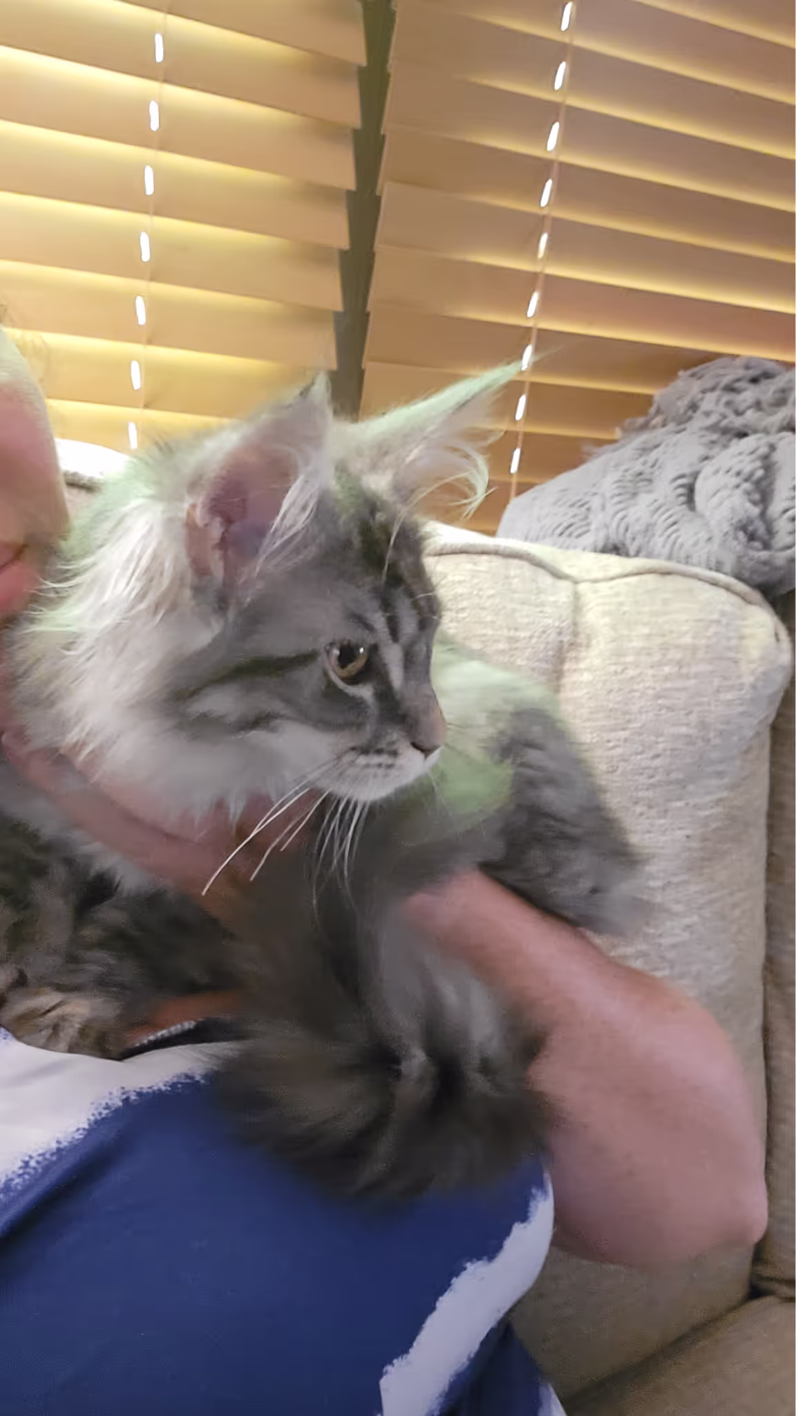 Customer Pictures of their Maine Coon Cats and Kittens who "Graduated" from SlowBlink MaineCoons > blue silver tabby maine coon kitten | female | taken 2024 | age 4 months old | idx03