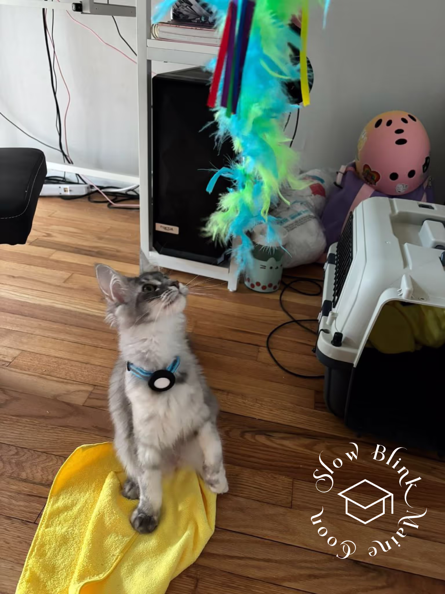 Customer Pictures of their Maine Coon Cats and Kittens who "Graduated" from SlowBlink MaineCoons > blue silver tabby maine coon kitten | female | taken 2024 | age 4 months old | idx04