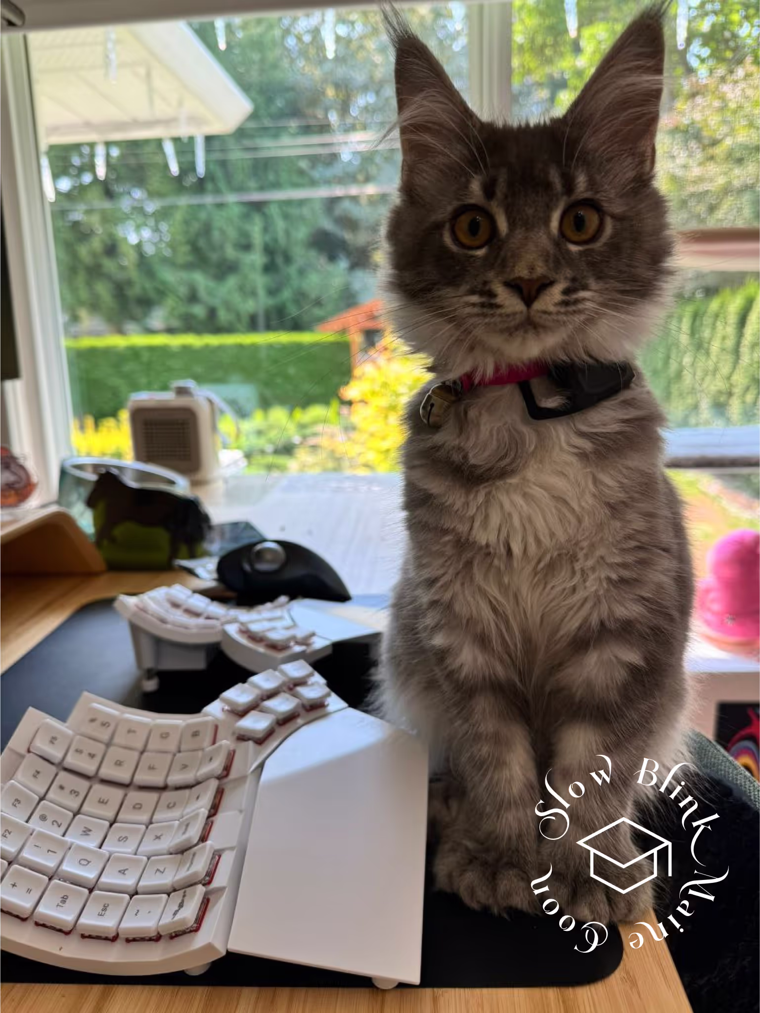 Customer Pictures of their Maine Coon Cats and Kittens who "Graduated" from SlowBlink MaineCoons > blue silver tabby maine coon kitten | female | taken 2024 | age 4 months old | idx05