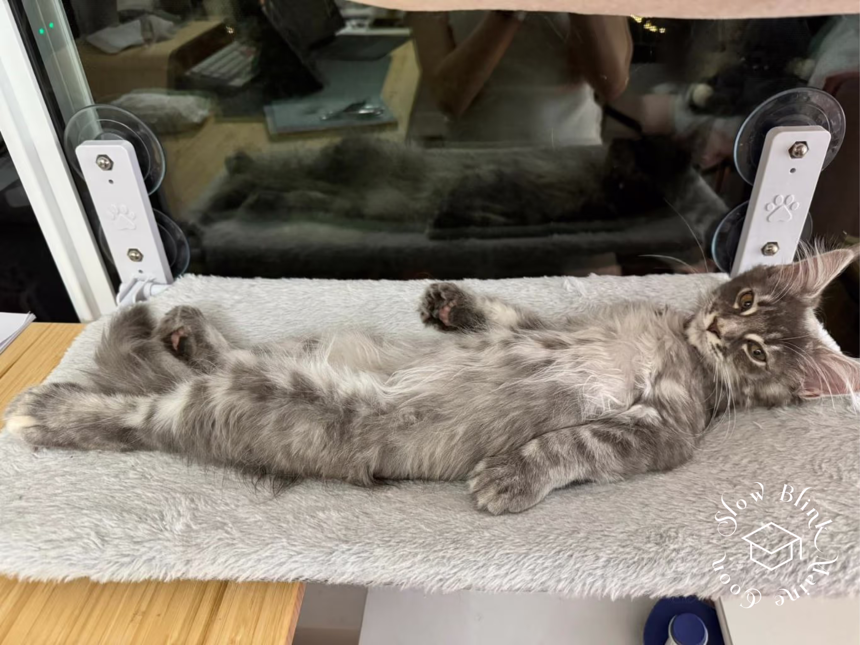Customer Pictures of their Maine Coon Cats and Kittens who "Graduated" from SlowBlink MaineCoons > blue silver tabby maine coon kitten | female | taken 2024 | age 4 months old | idx06