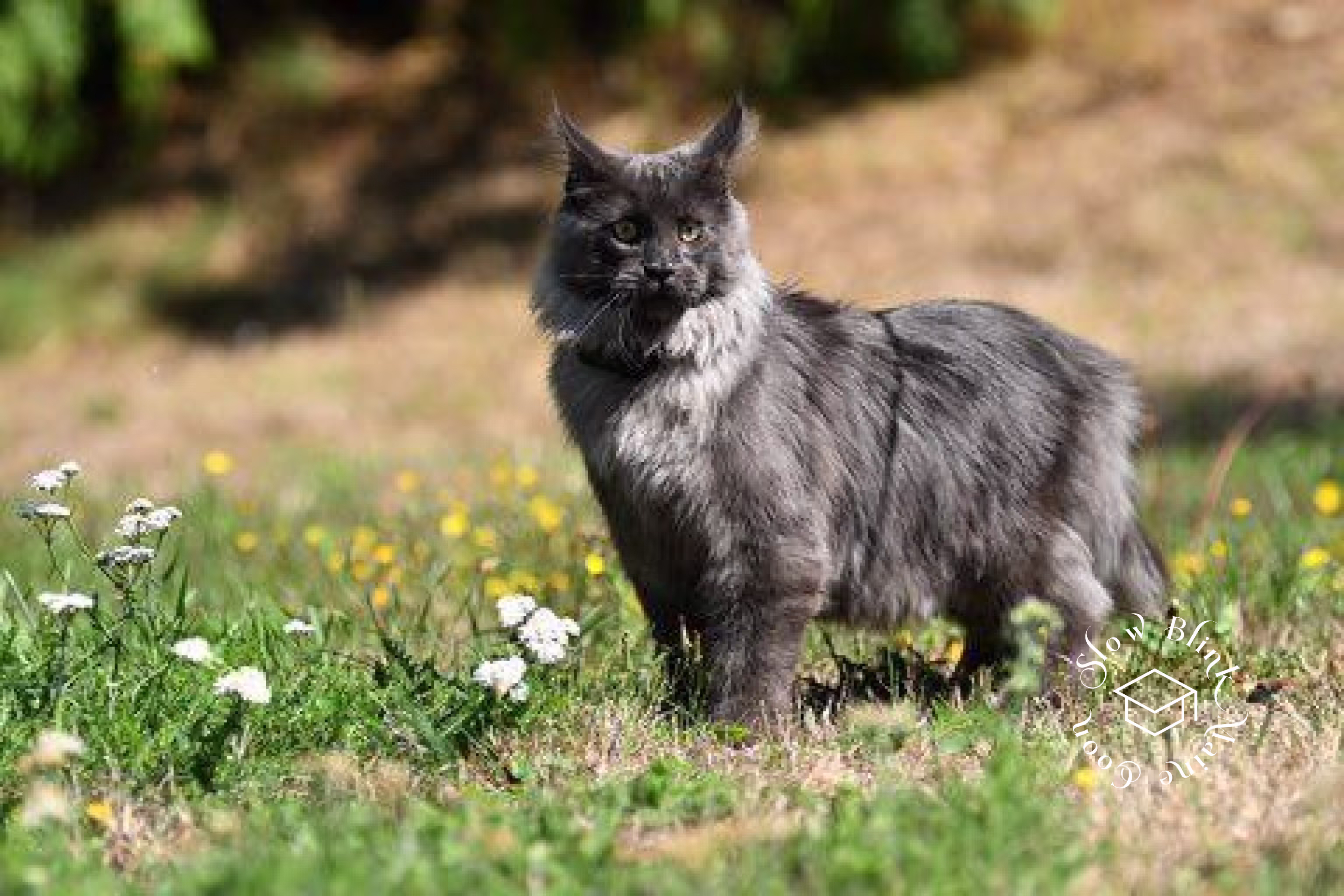 Customer Pictures of their Maine Coon Cats and Kittens who "Graduated" from SlowBlink MaineCoons > blue smoke maine coon | ems code mco as | male | idx01