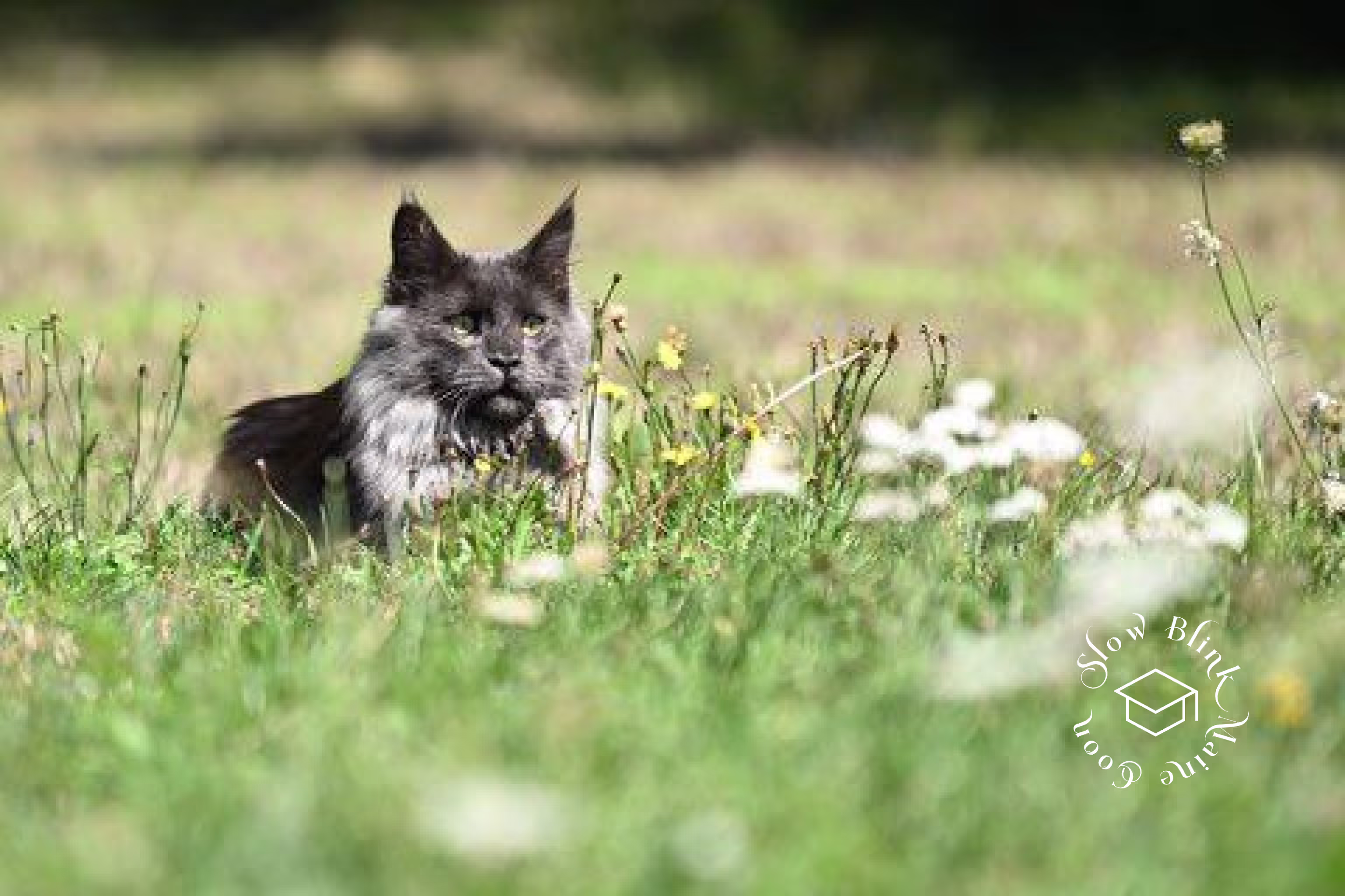 Customer Pictures of their Maine Coon Cats and Kittens who "Graduated" from SlowBlink MaineCoons > blue smoke maine coon | ems code mco as | male | idx02