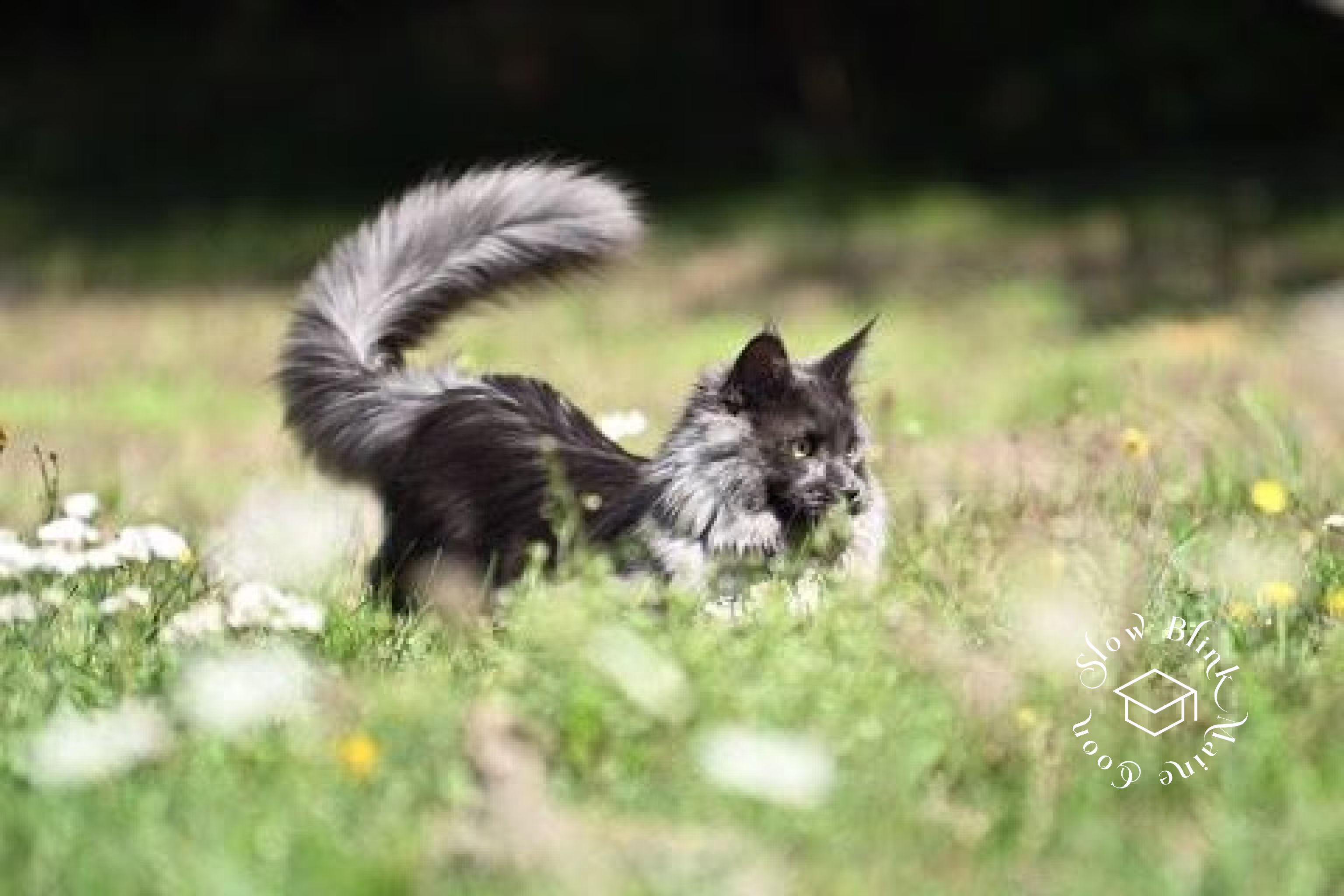 Customer Pictures of their Maine Coon Cats and Kittens who "Graduated" from SlowBlink MaineCoons > blue smoke maine coon | ems code mco as | male | idx03